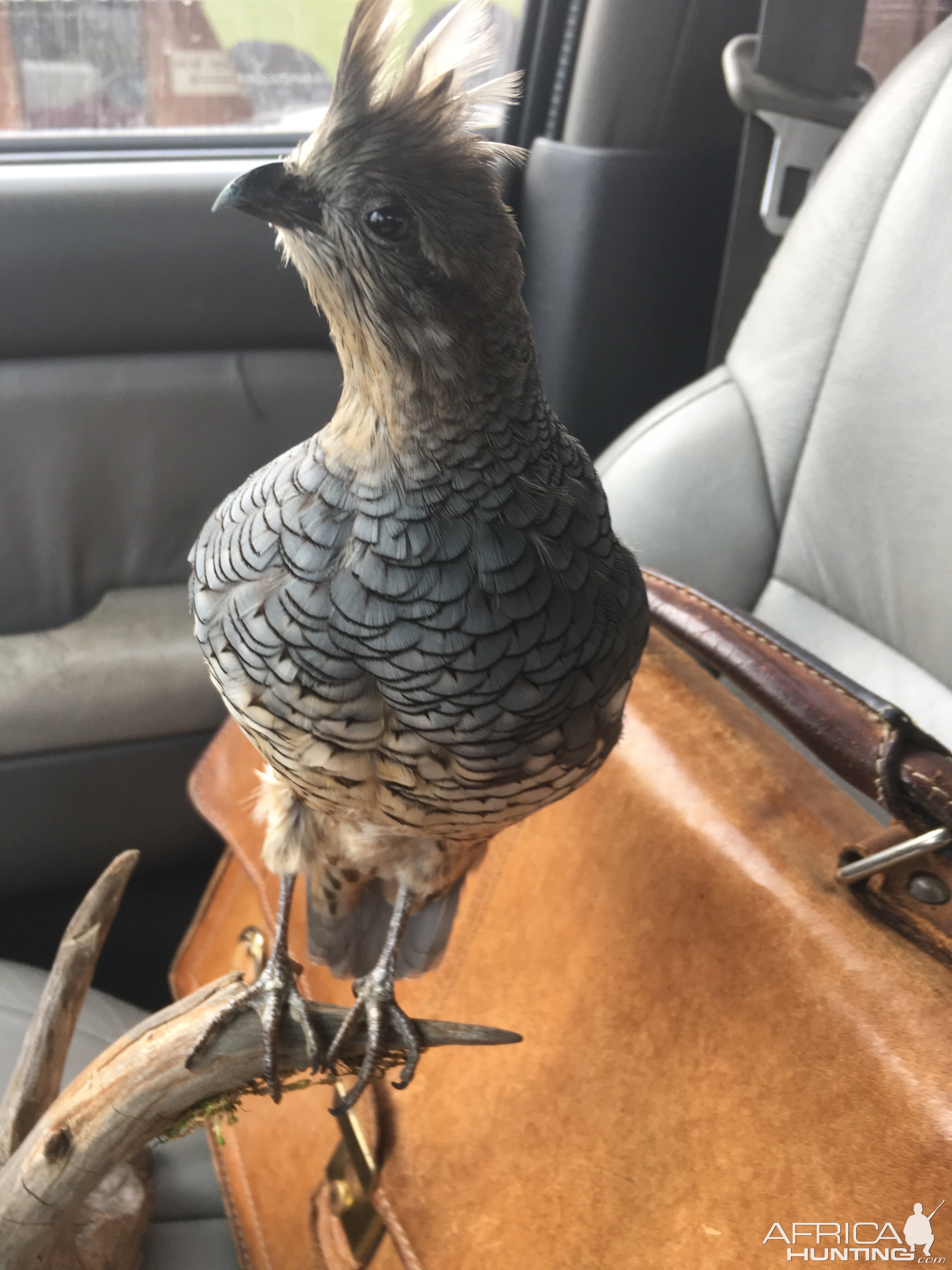 Scaled Quail Full Mount Taxidermy