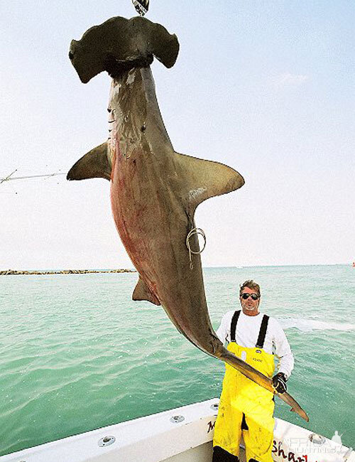 Scallop Hammerhead Shark