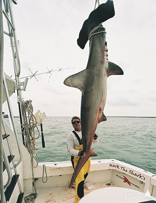 Scallop Hammerhead Shark