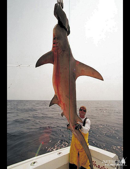 Scallop Hammerhead Shark