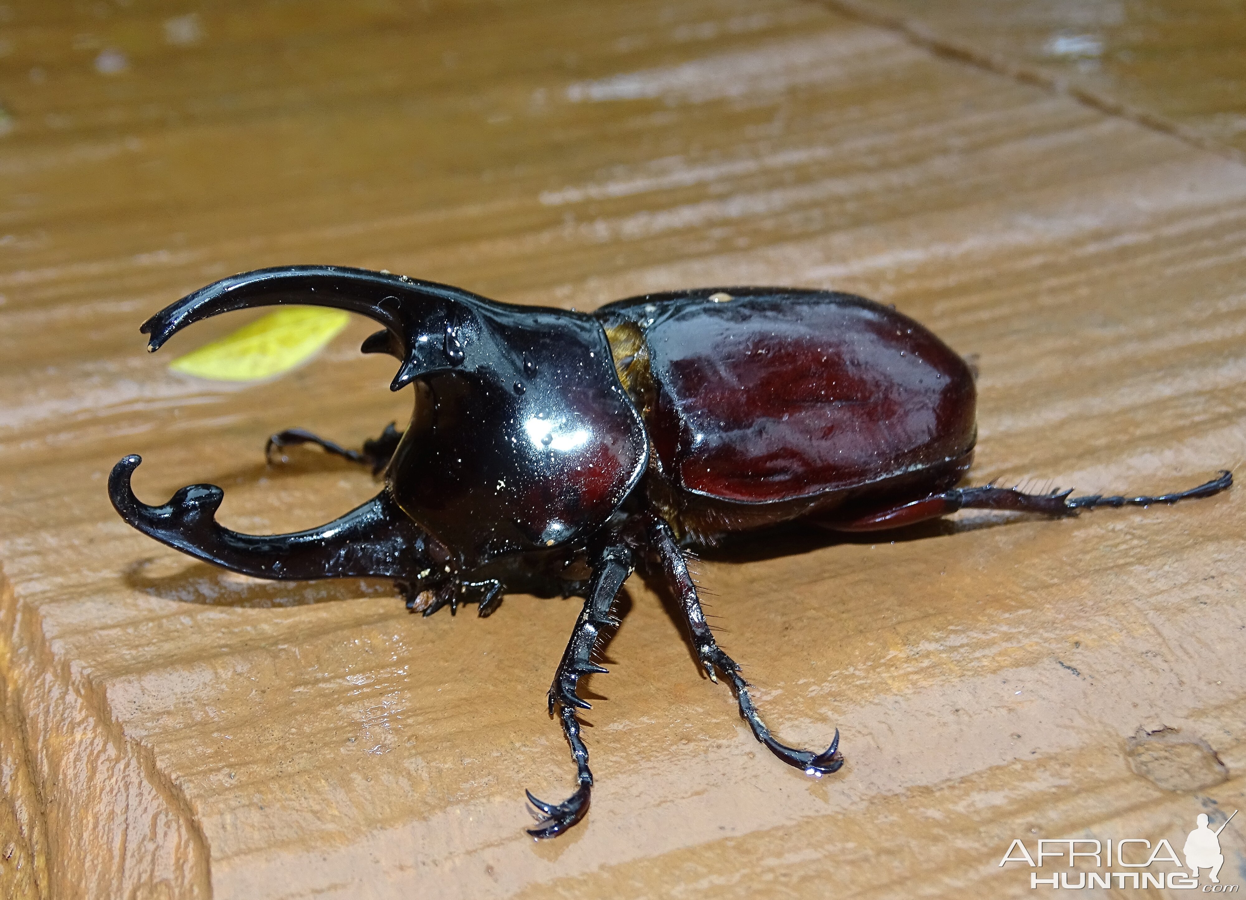 Scarab in Congo