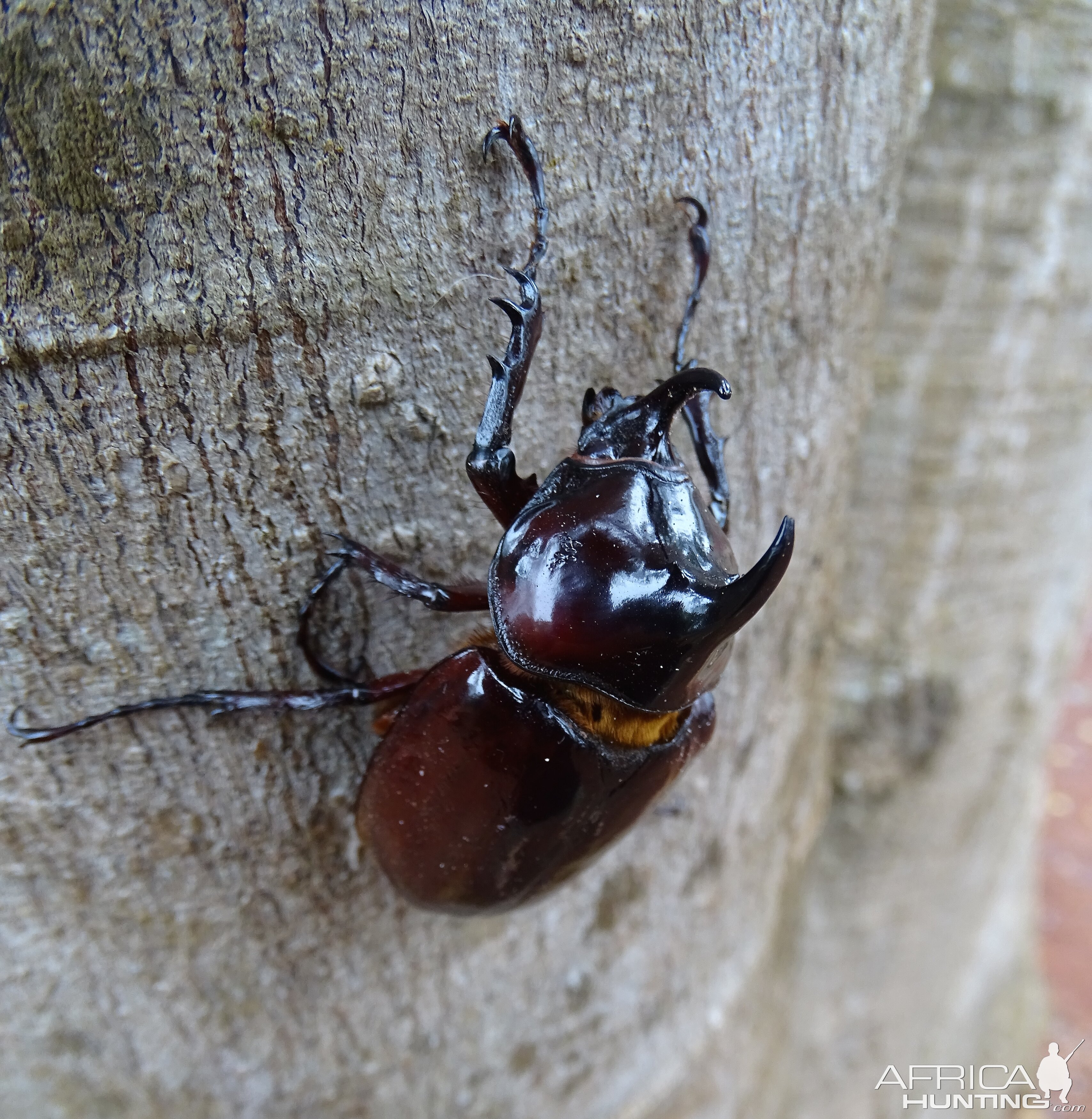 Scarab in Congo