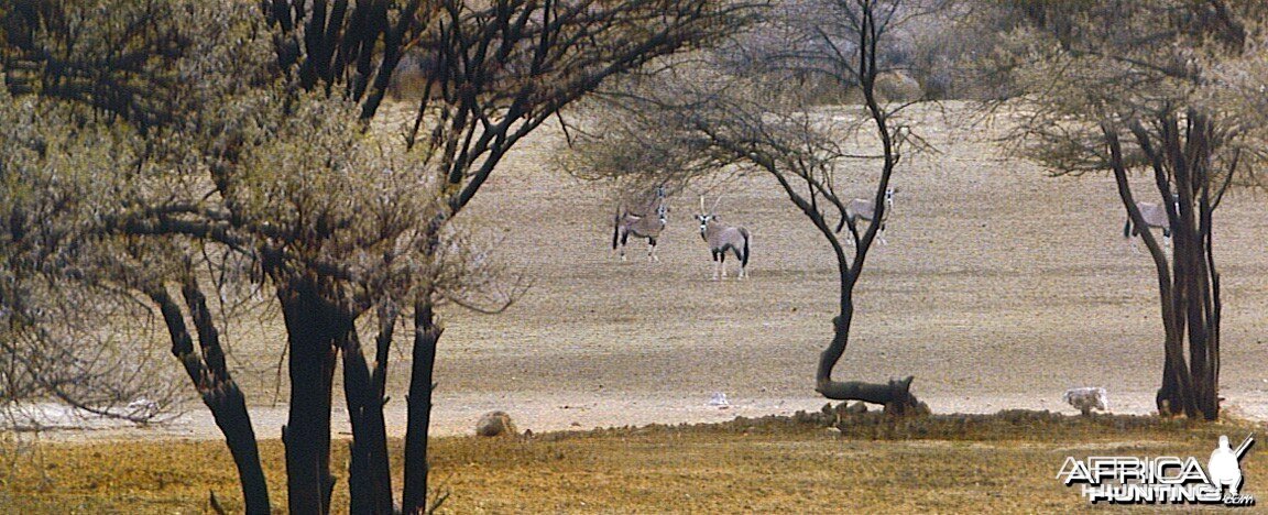 Scene of Gemsbok