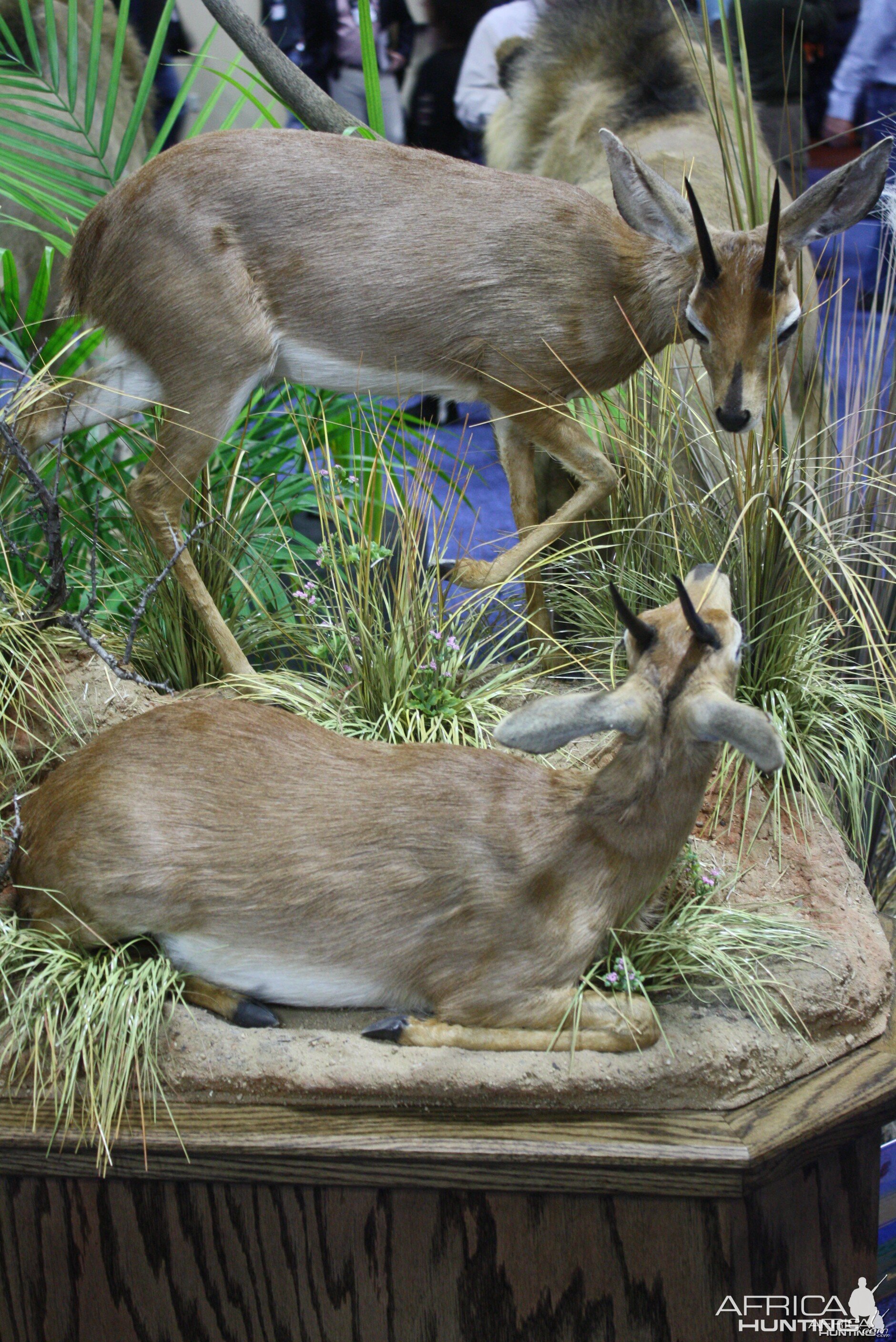 SCI Convention 2014 Taxidermy Mounts