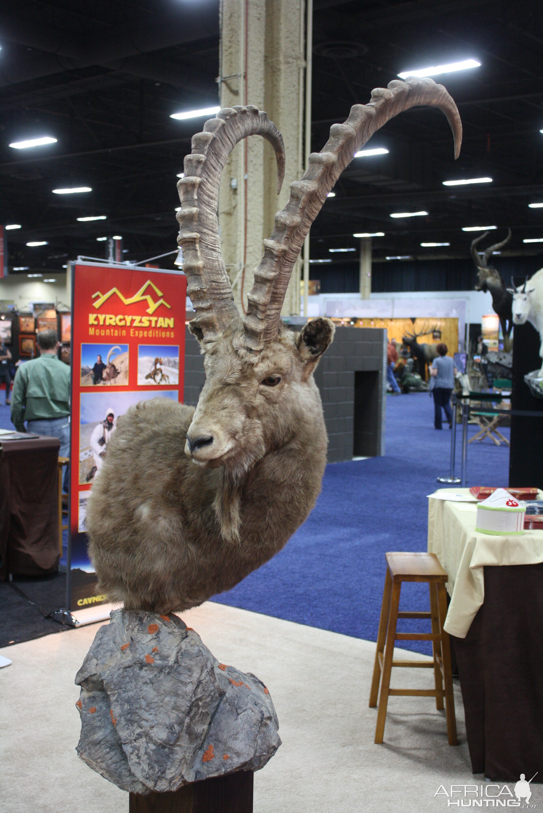 SCI Convention 2014 Taxidermy Mounts