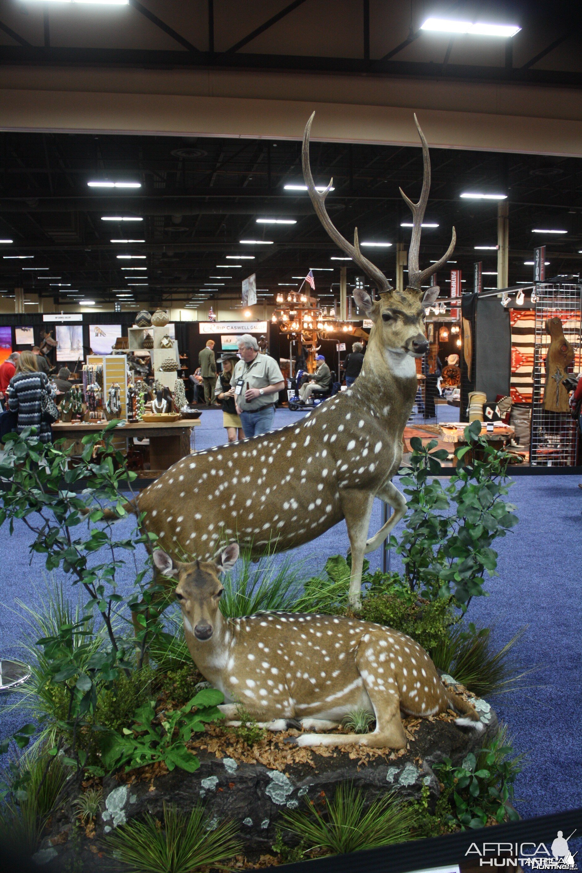 SCI Convention 2014 Taxidermy Mounts