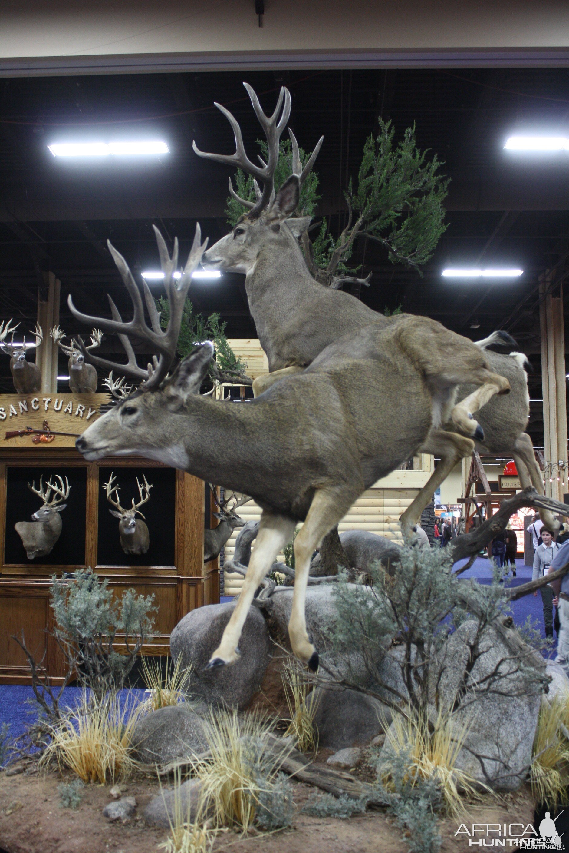 SCI Convention 2014 Taxidermy Mounts