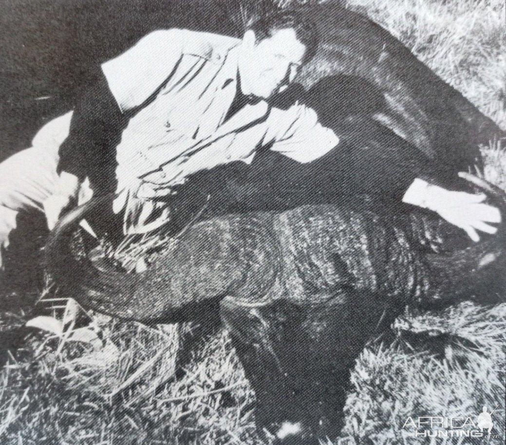 SCI founder C.J. McElroy with the SCI No. 2 Cape buffalo-Mt. Kenya