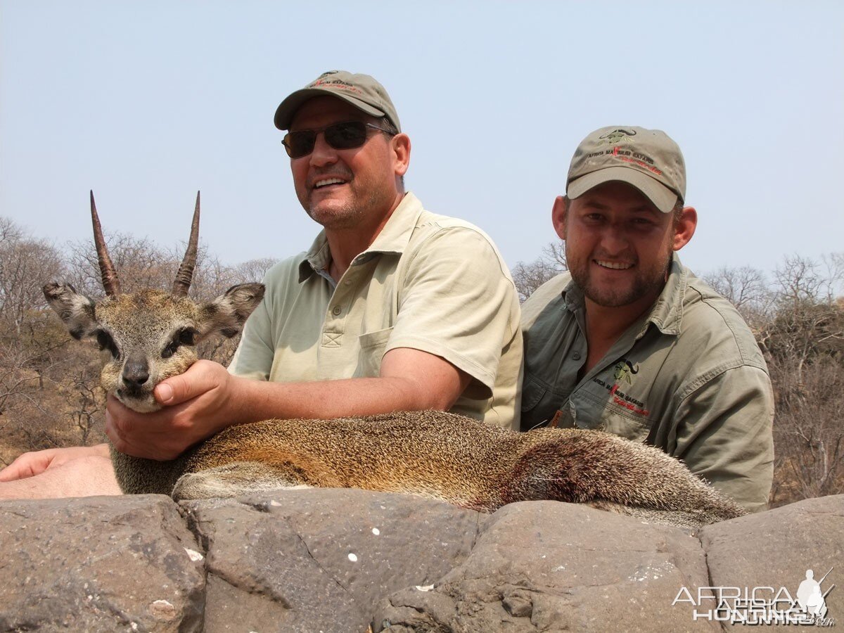 SCI Gold Klipspringer