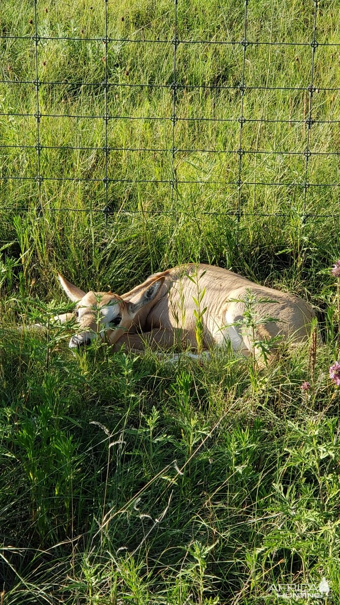 Scimitar calf Oryx Texas USA