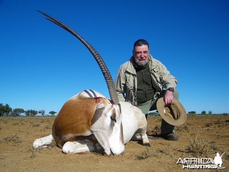 Scimitar-horned Oryx - hunted in South Africa