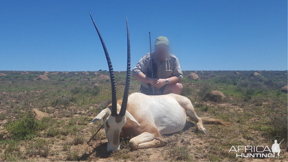 Scimitar oryx Hunt in South Africa