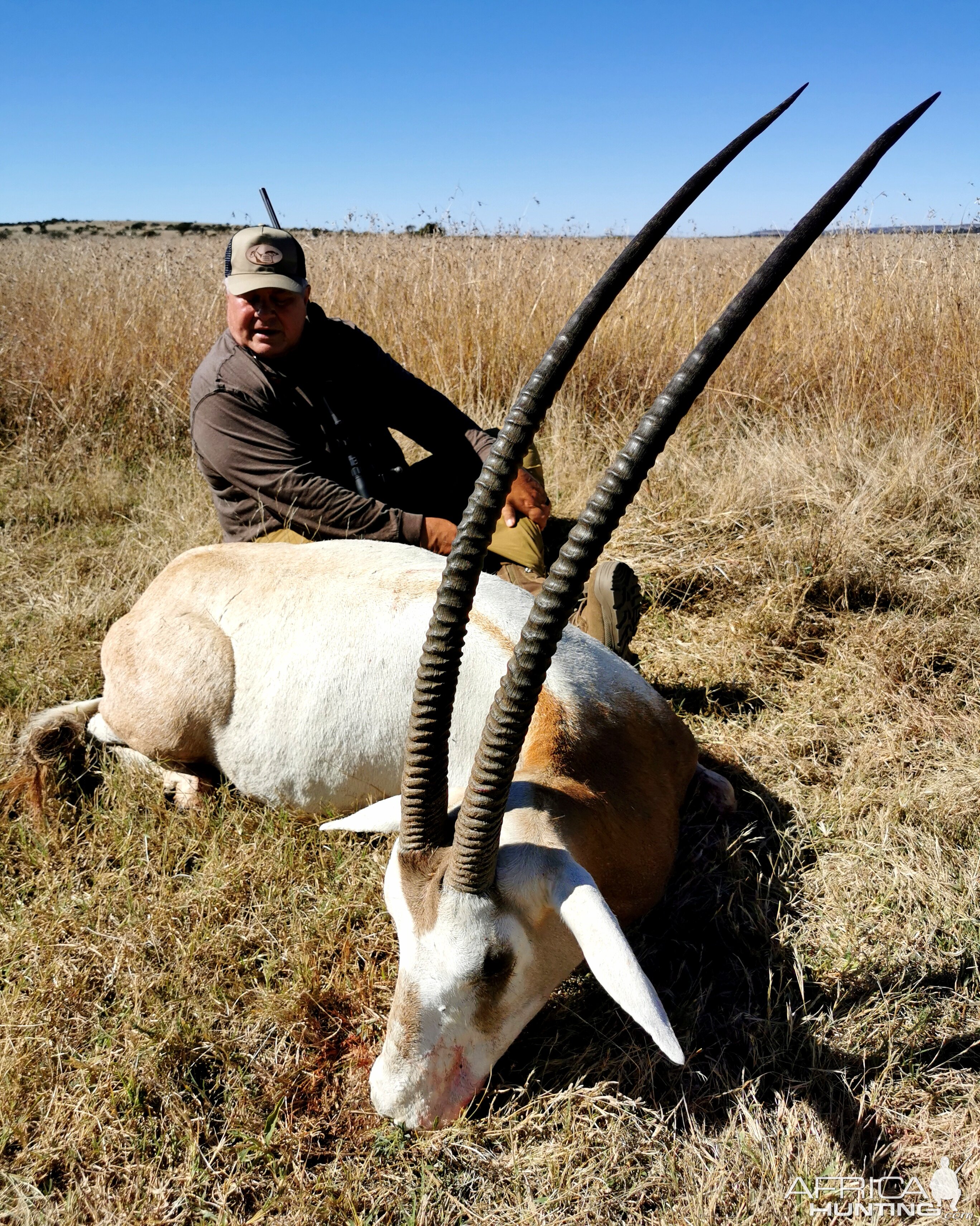 Scimitar Oryx Hunt South Africa