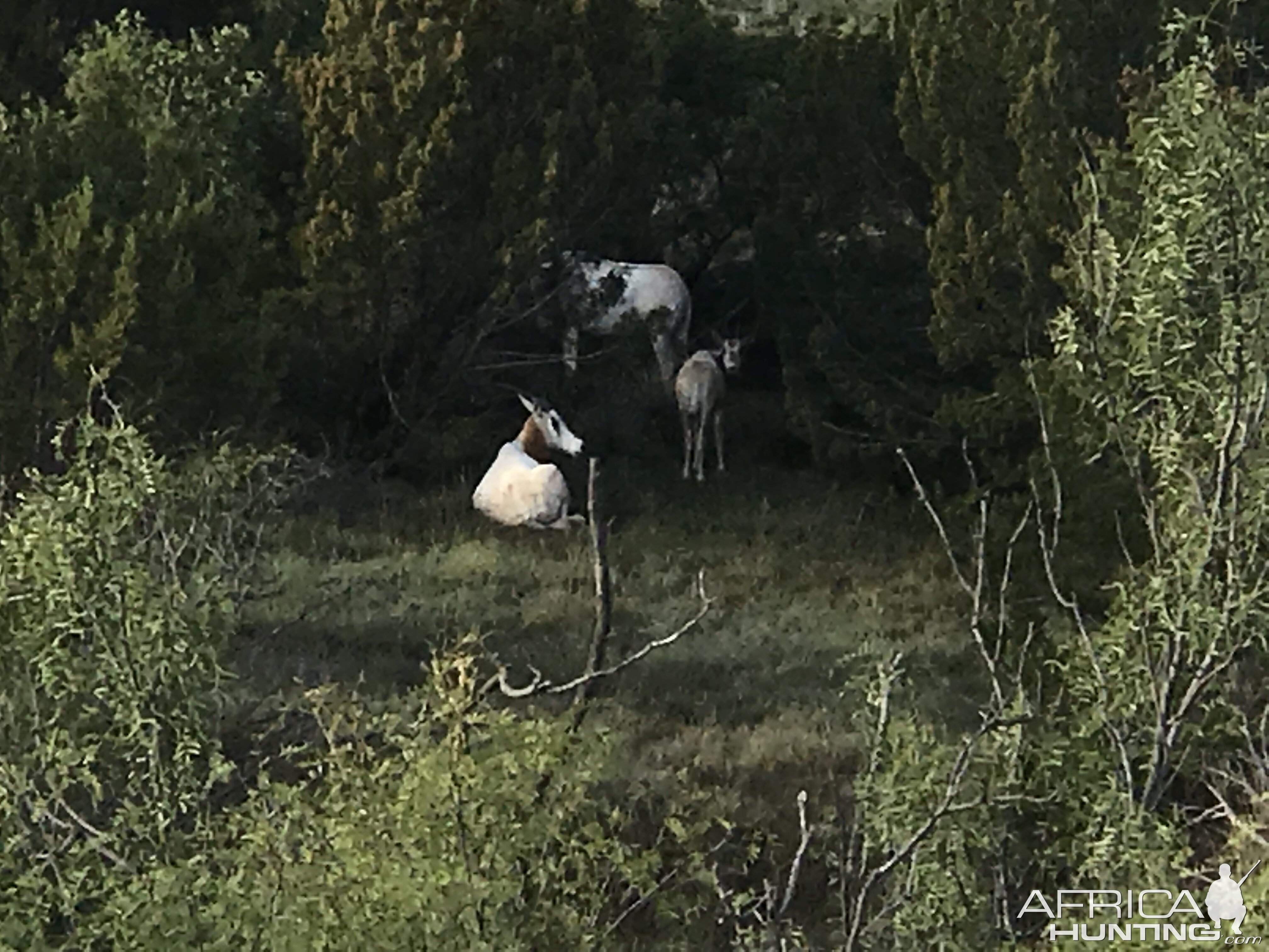 Scimitar Oryx in Texas USA