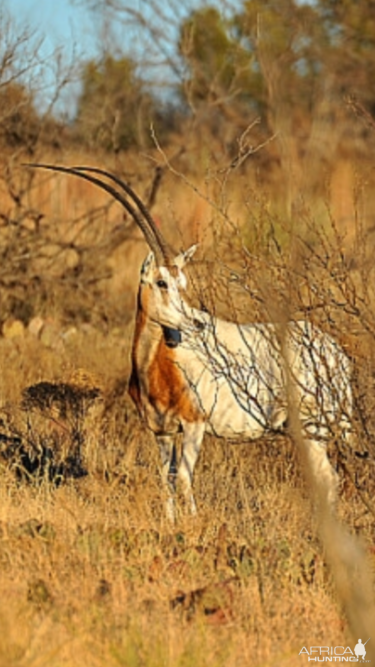 Scimitar Oryx in Texas USA