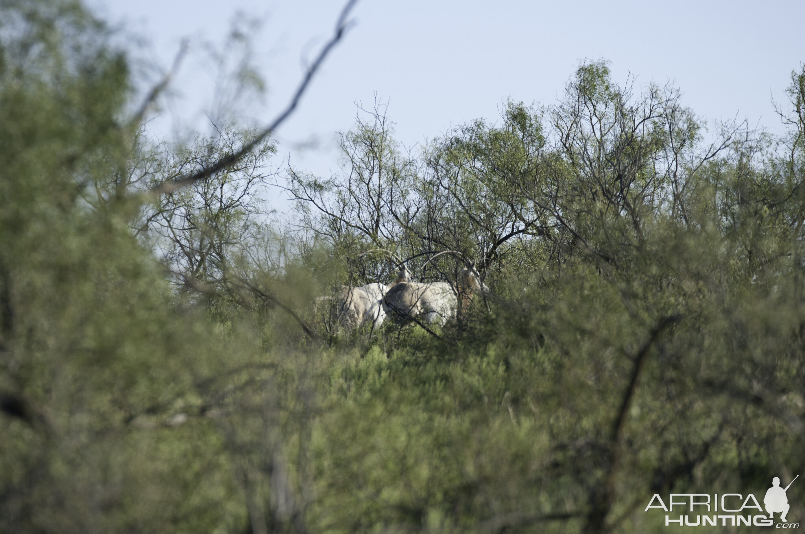 Scimitar Oryx in Texas