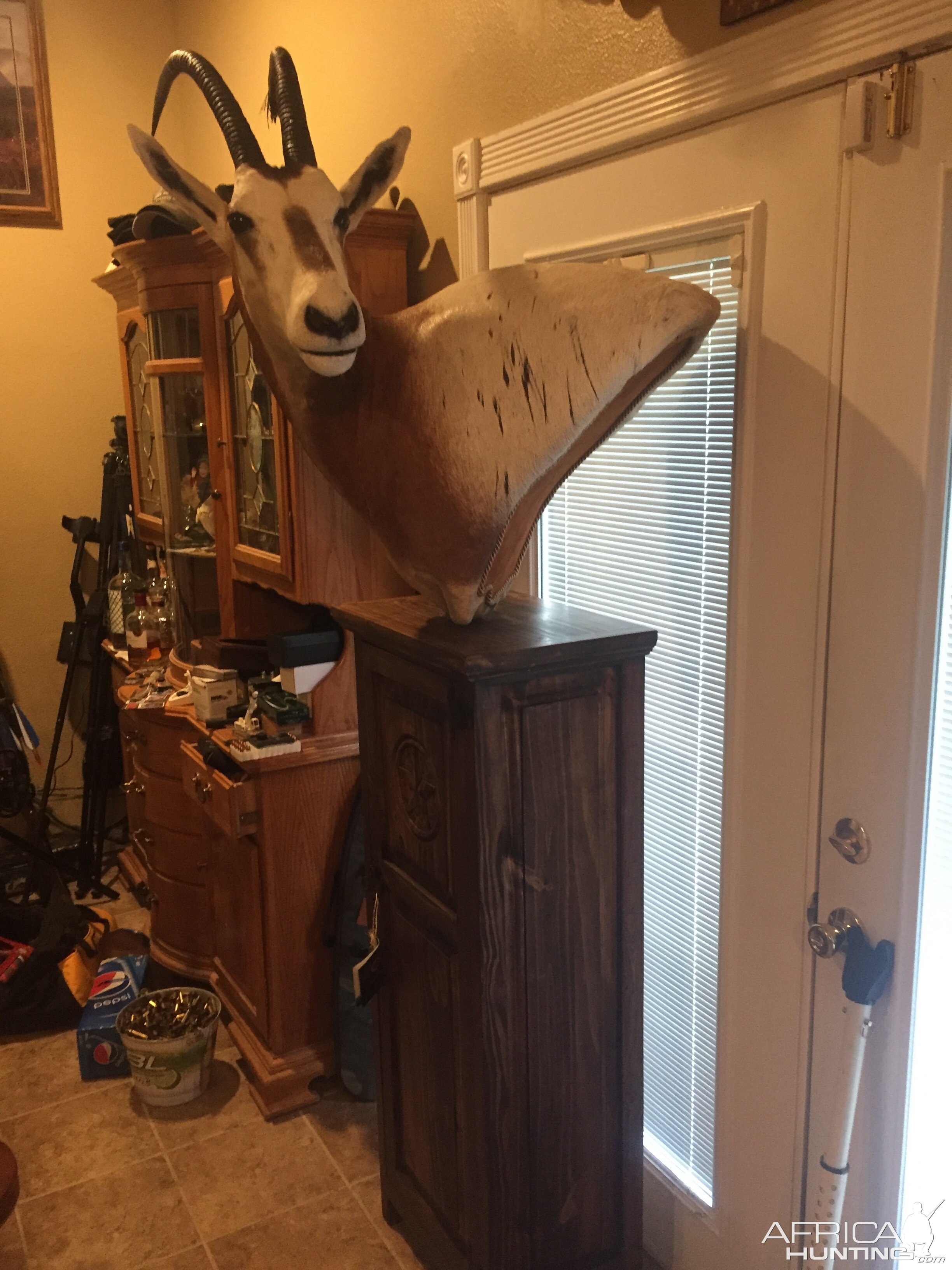 Scimitar Oryx Shoulder Mount Pedestal Taxidermy