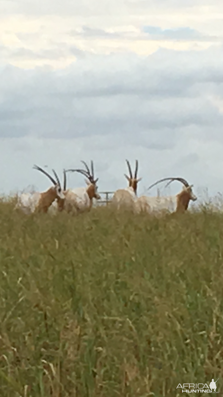 Scimitar Oryx Texas USA