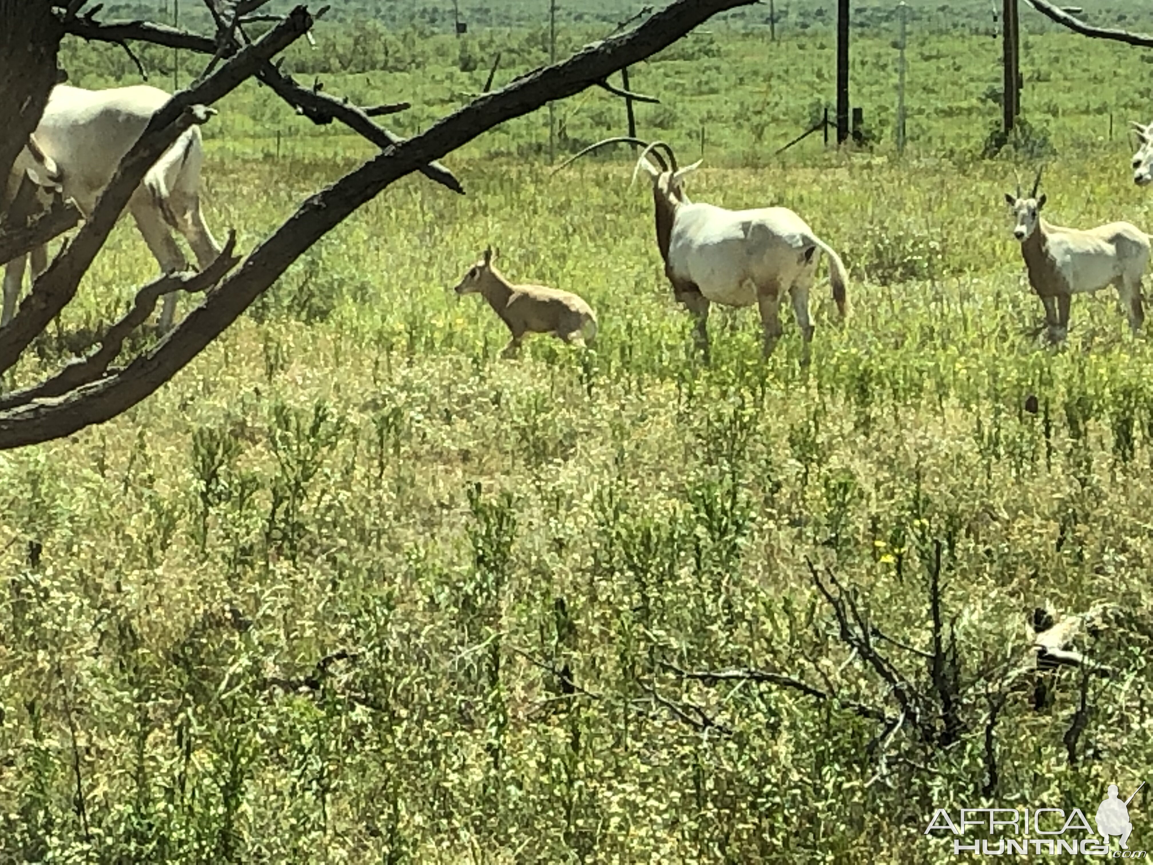 Scimitar Oryx Texas USA