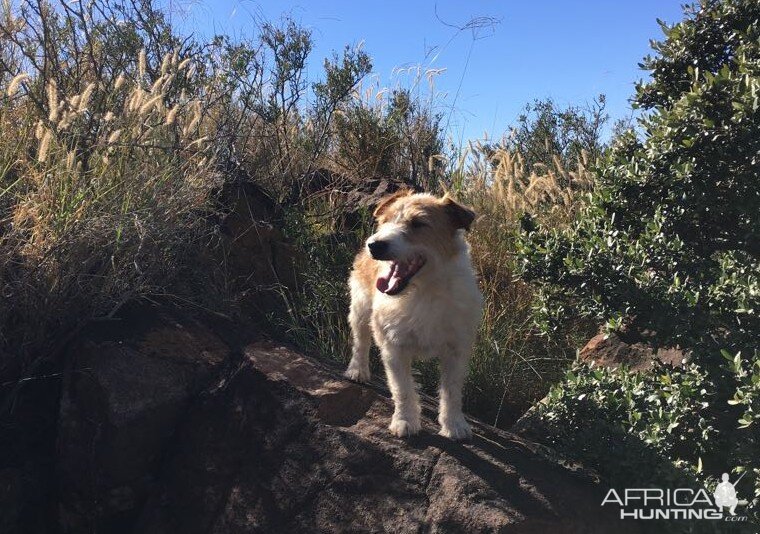 Scooby our Tracking Dog