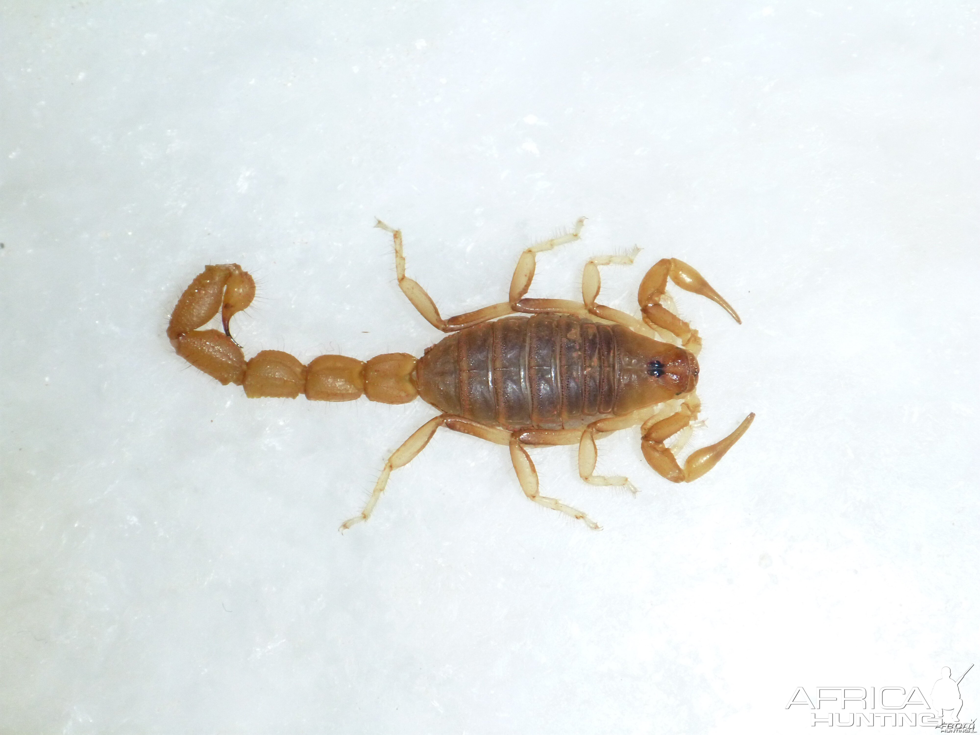 Scorpion Namibia