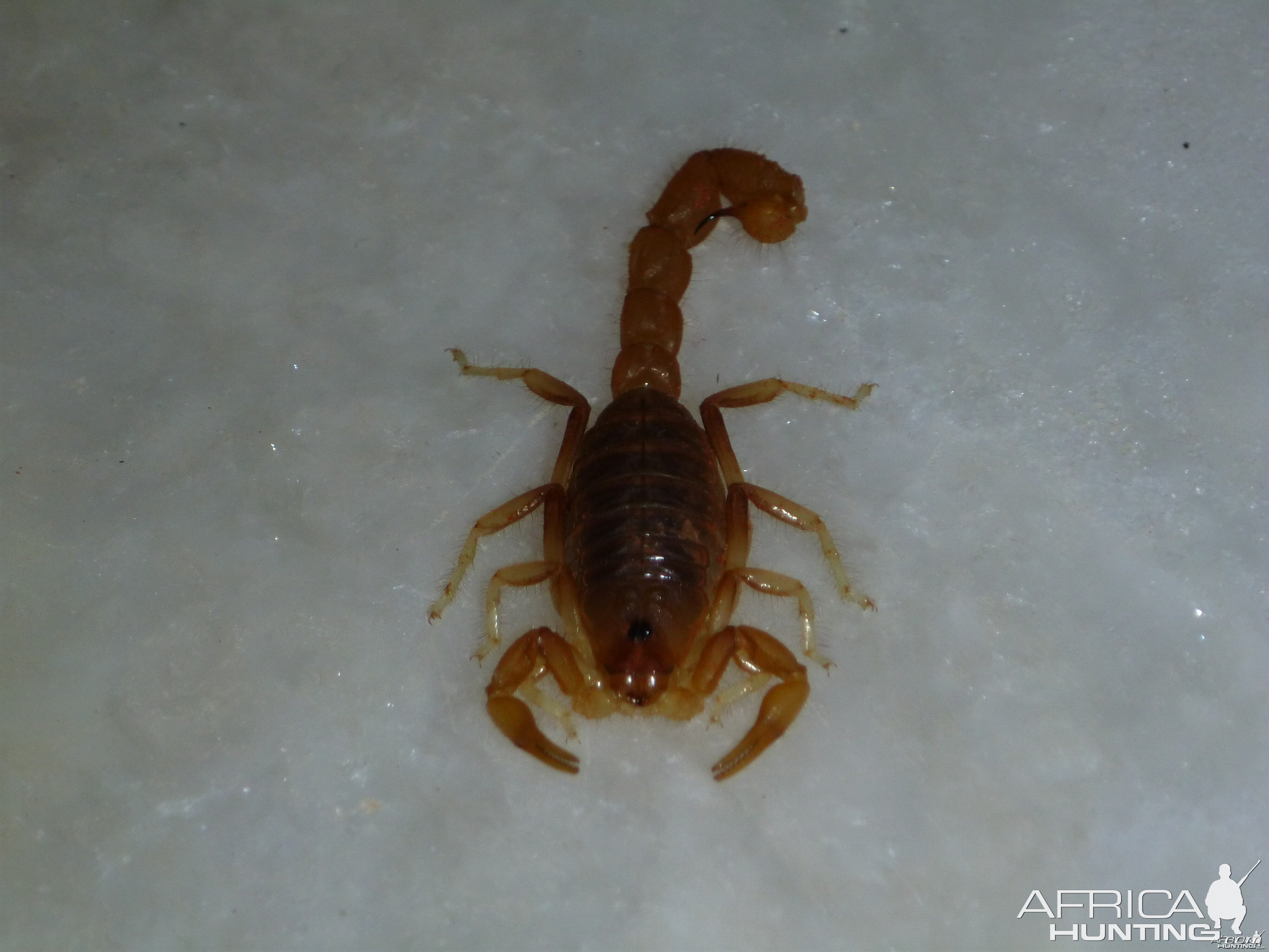 Scorpion Namibia