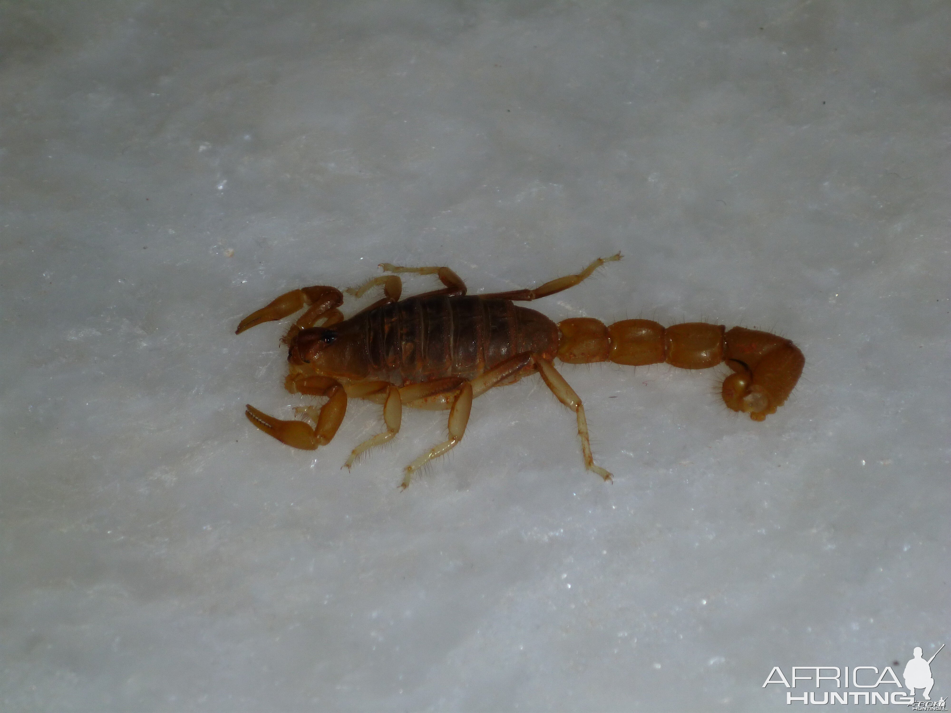 Scorpion Namibia