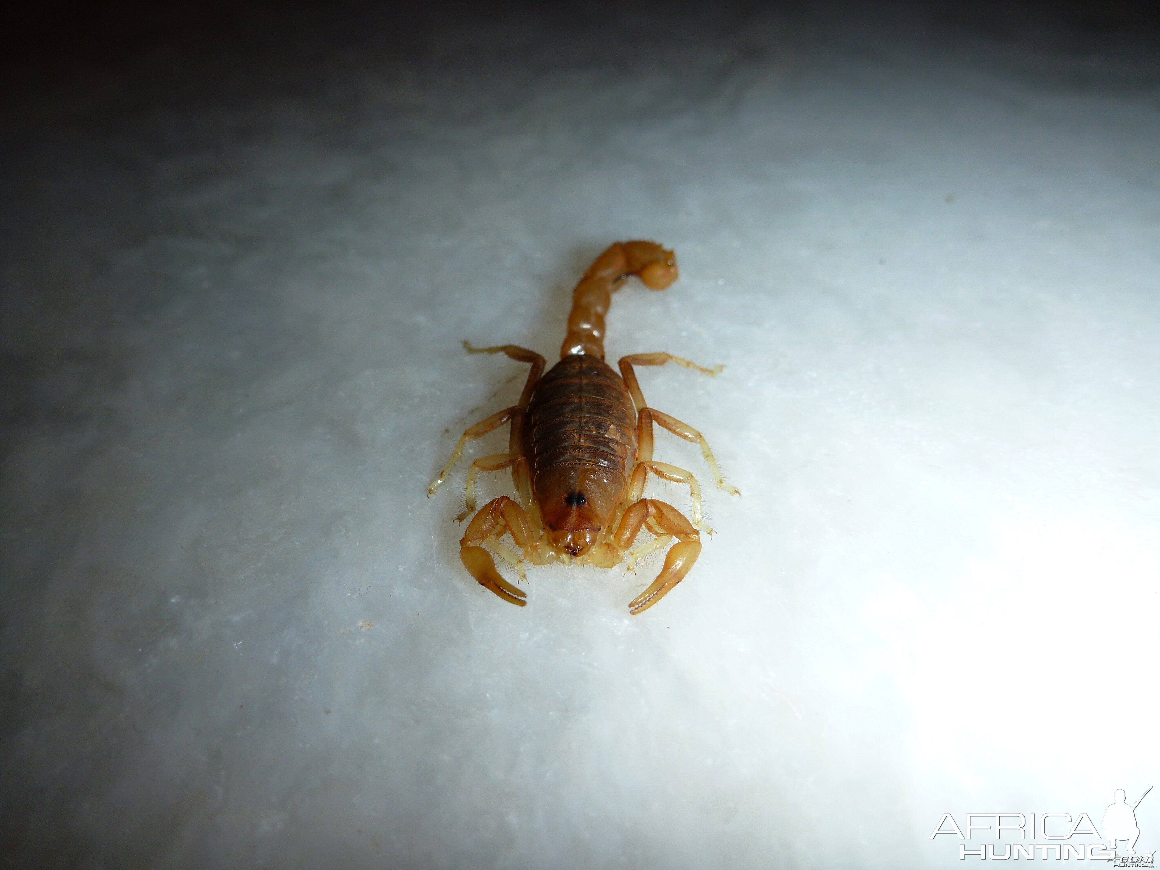 Scorpion Namibia