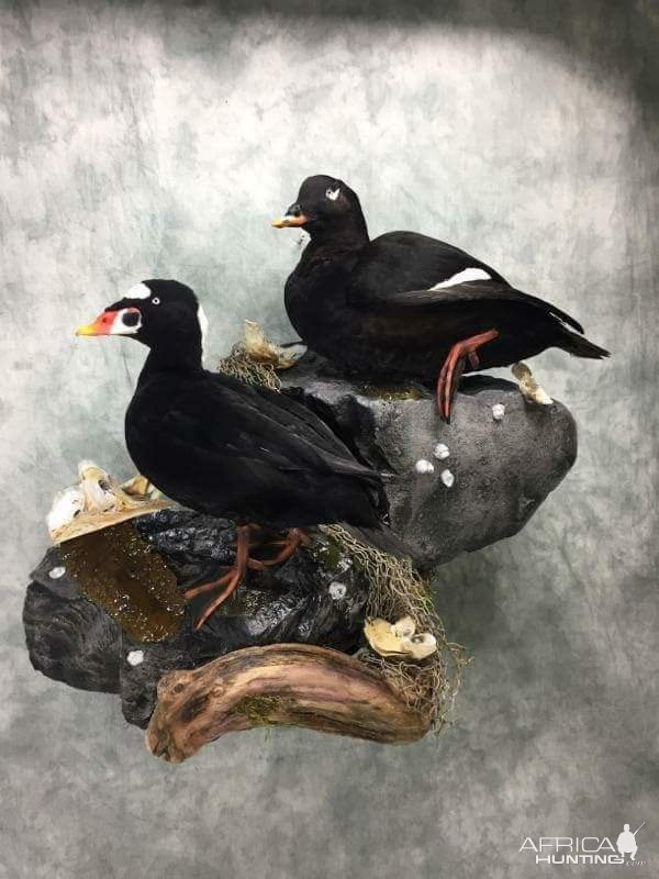 Scoter Full Mount Taxidermy