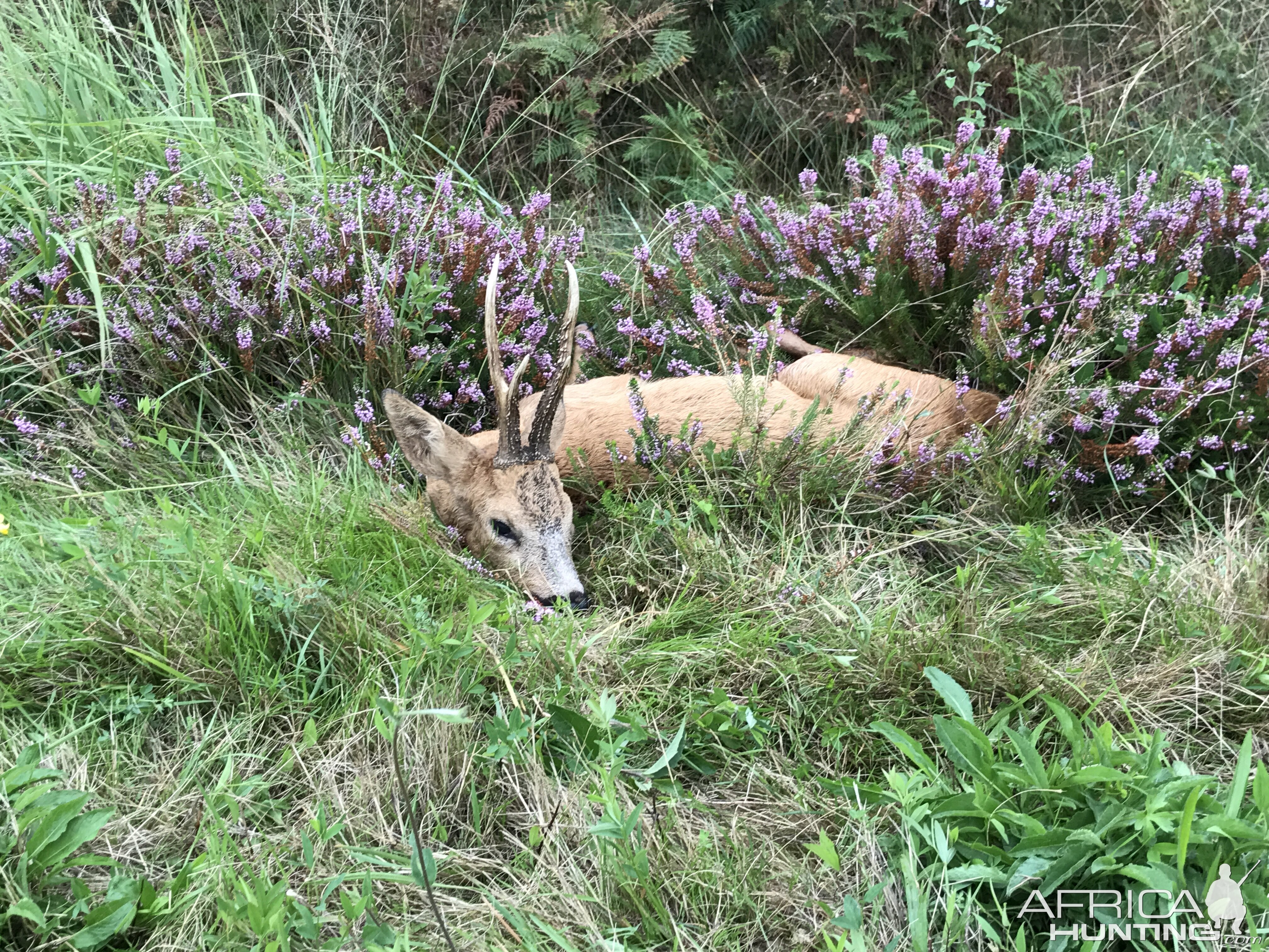 Scotland Hunt Roe Deer