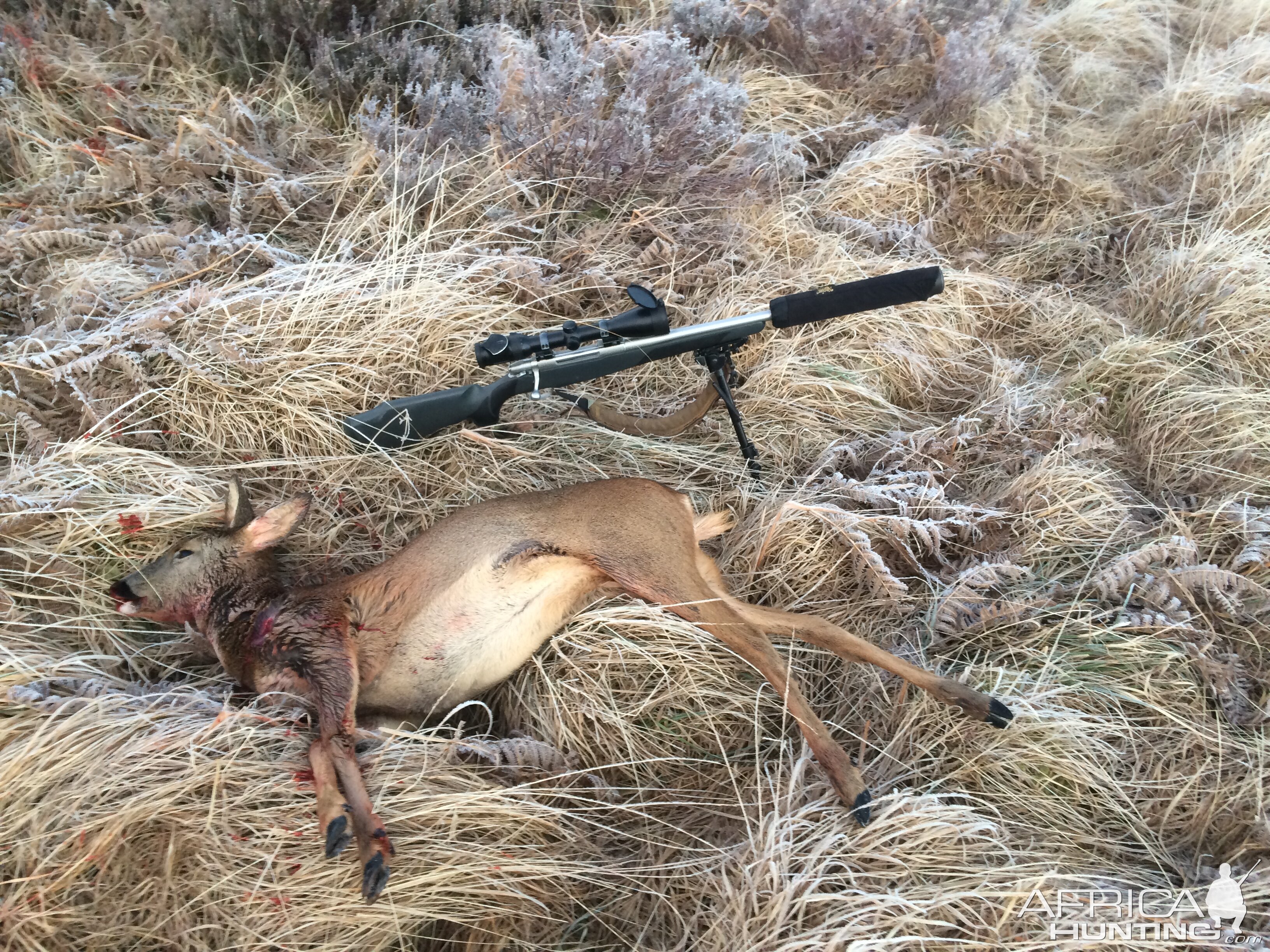 Scotland Hunting Red Stag