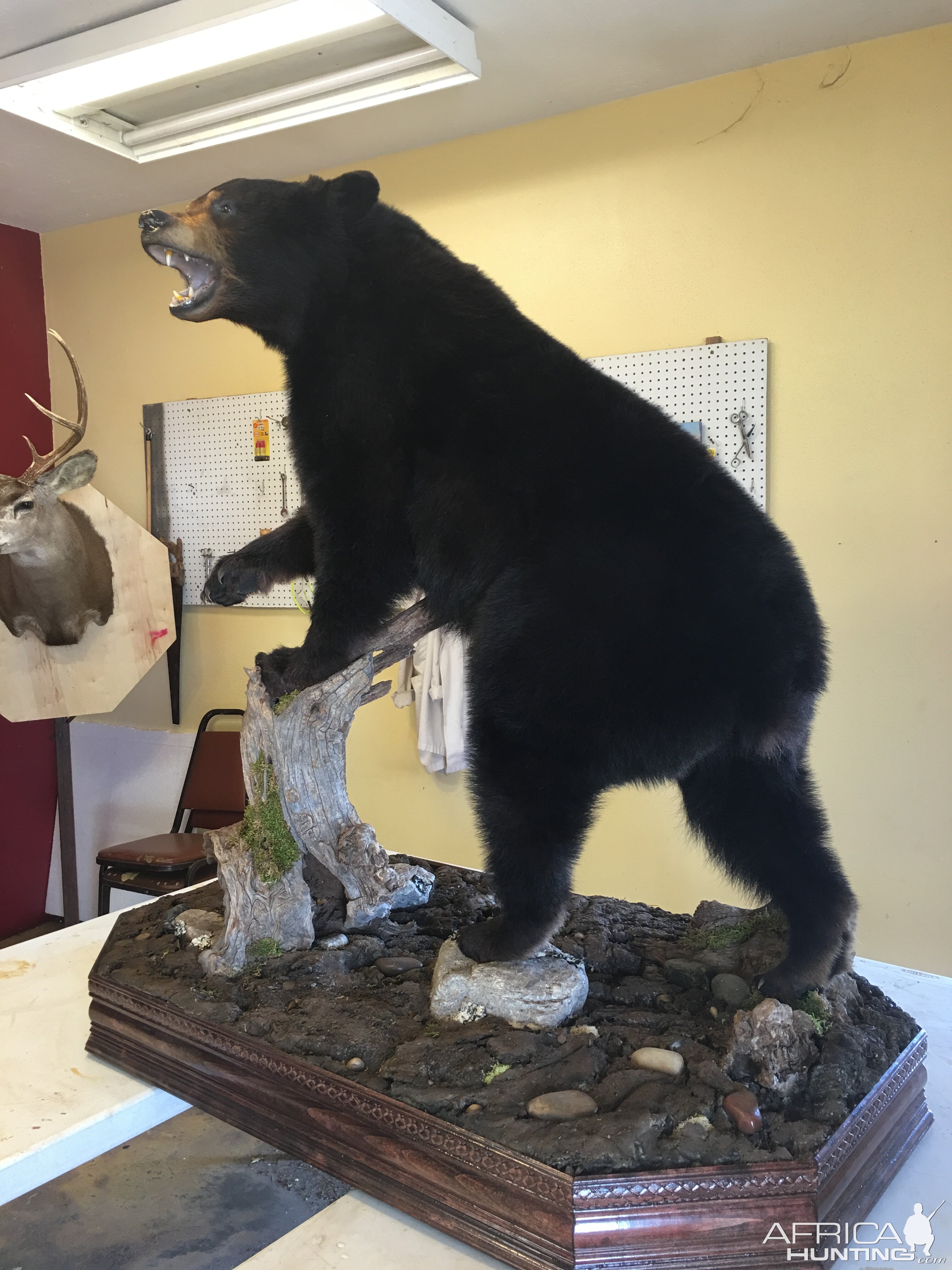 Scott Burton Taxidermy  Amarillo Tx.