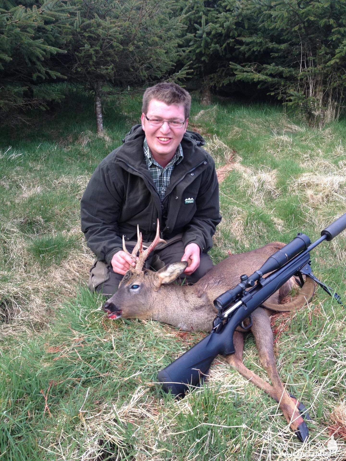 Scottish Roe Deer