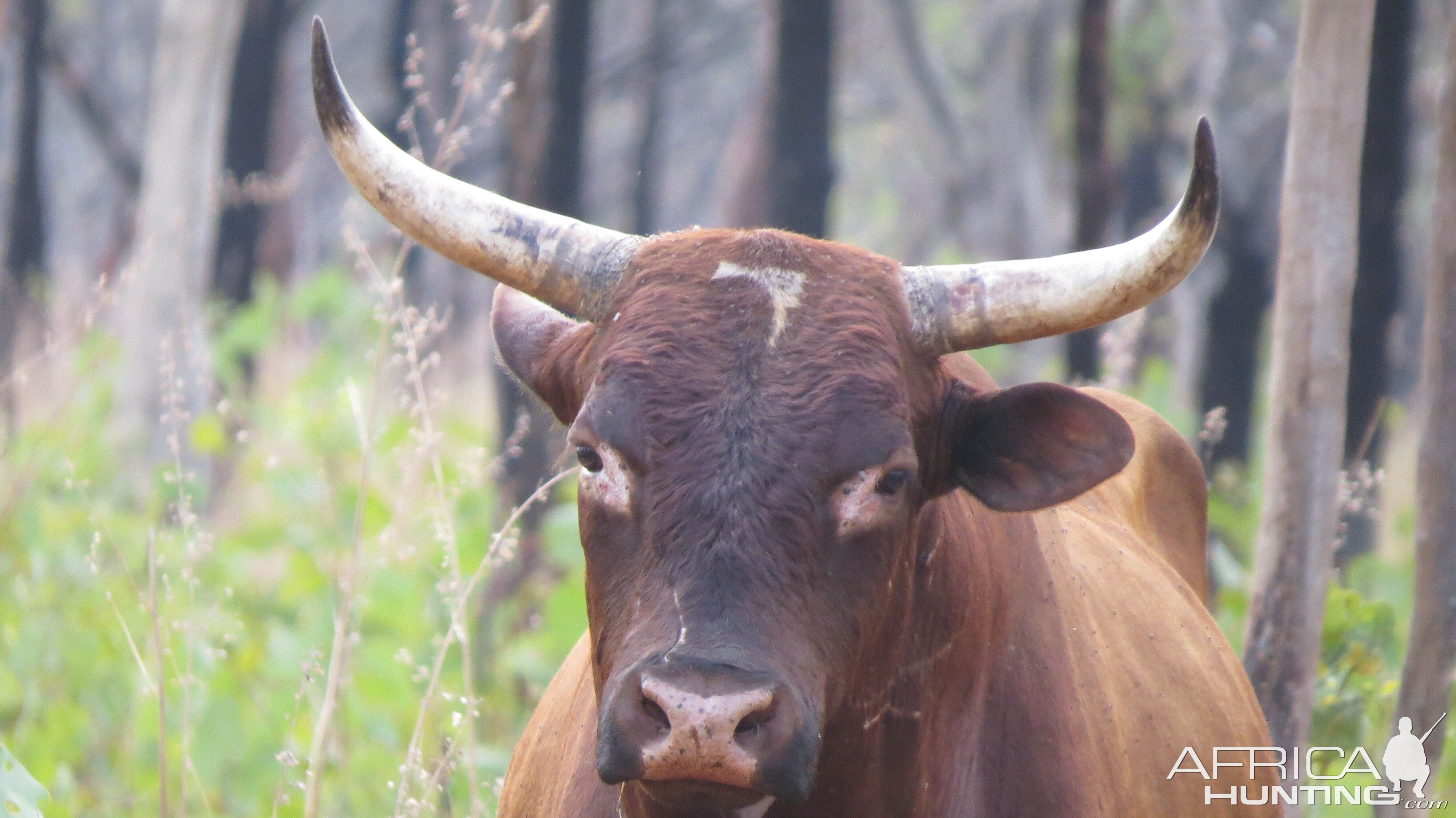 Scrub Bull Australia