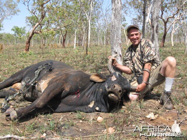 Scrub Bull-Australia