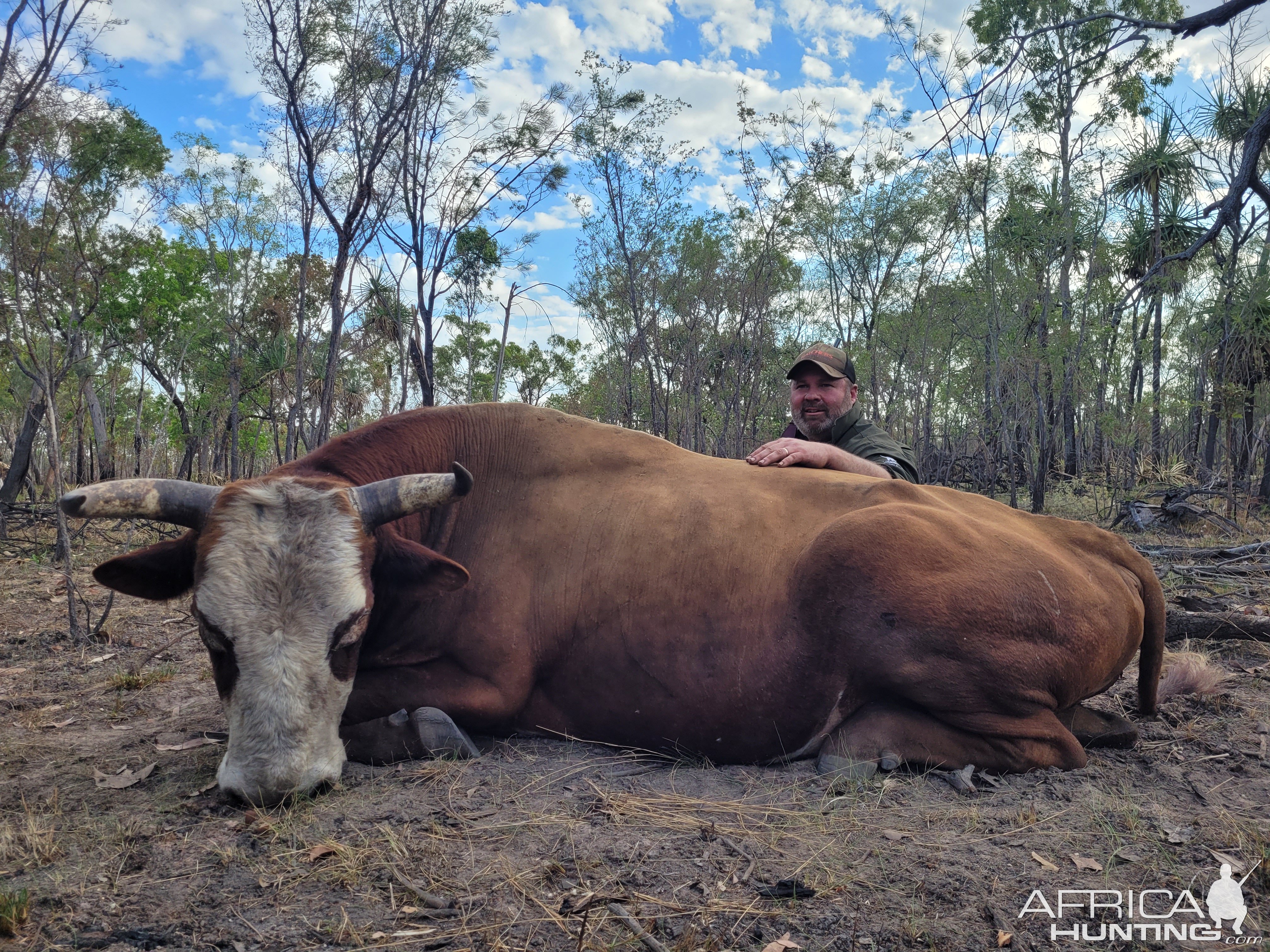 Scrub Bull Hunt Northern Territory Australia