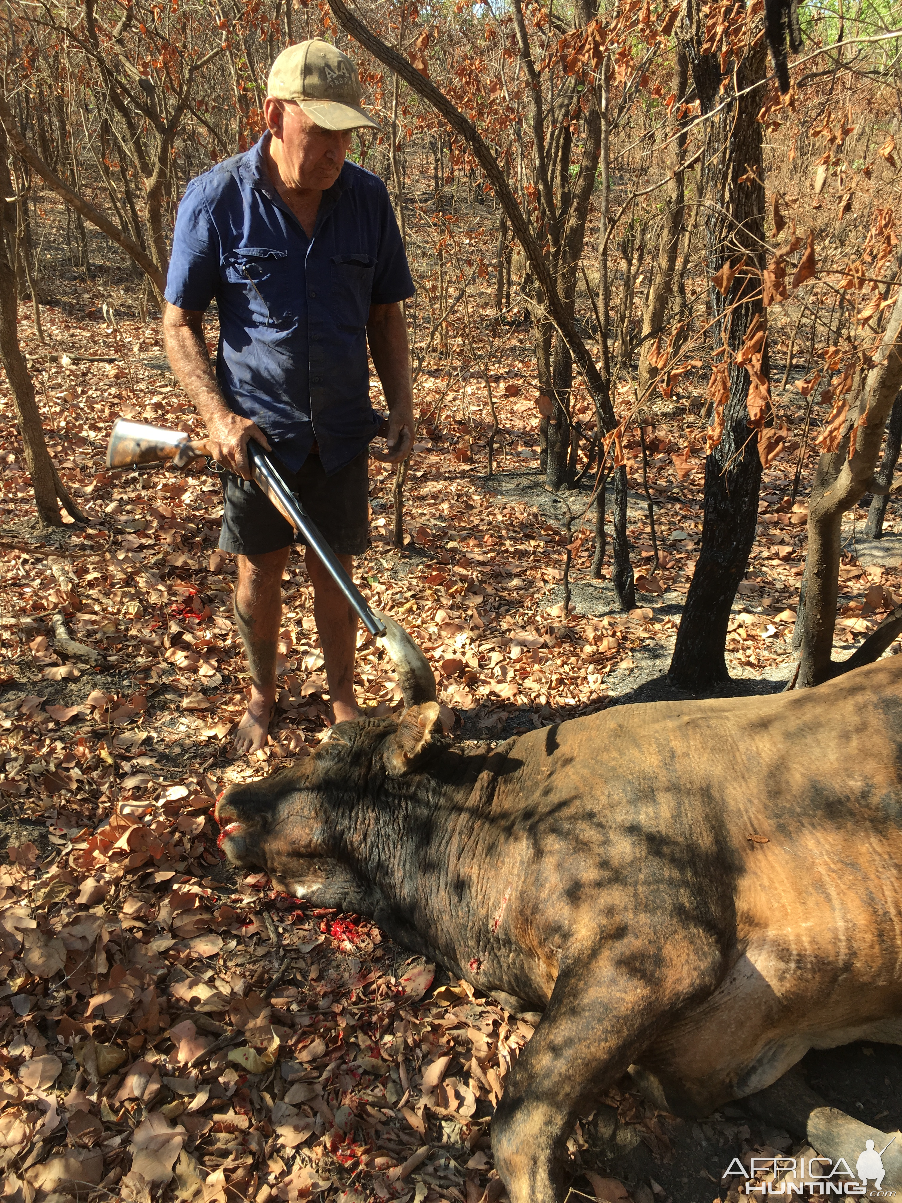 Scrub Bull Hunting Australia