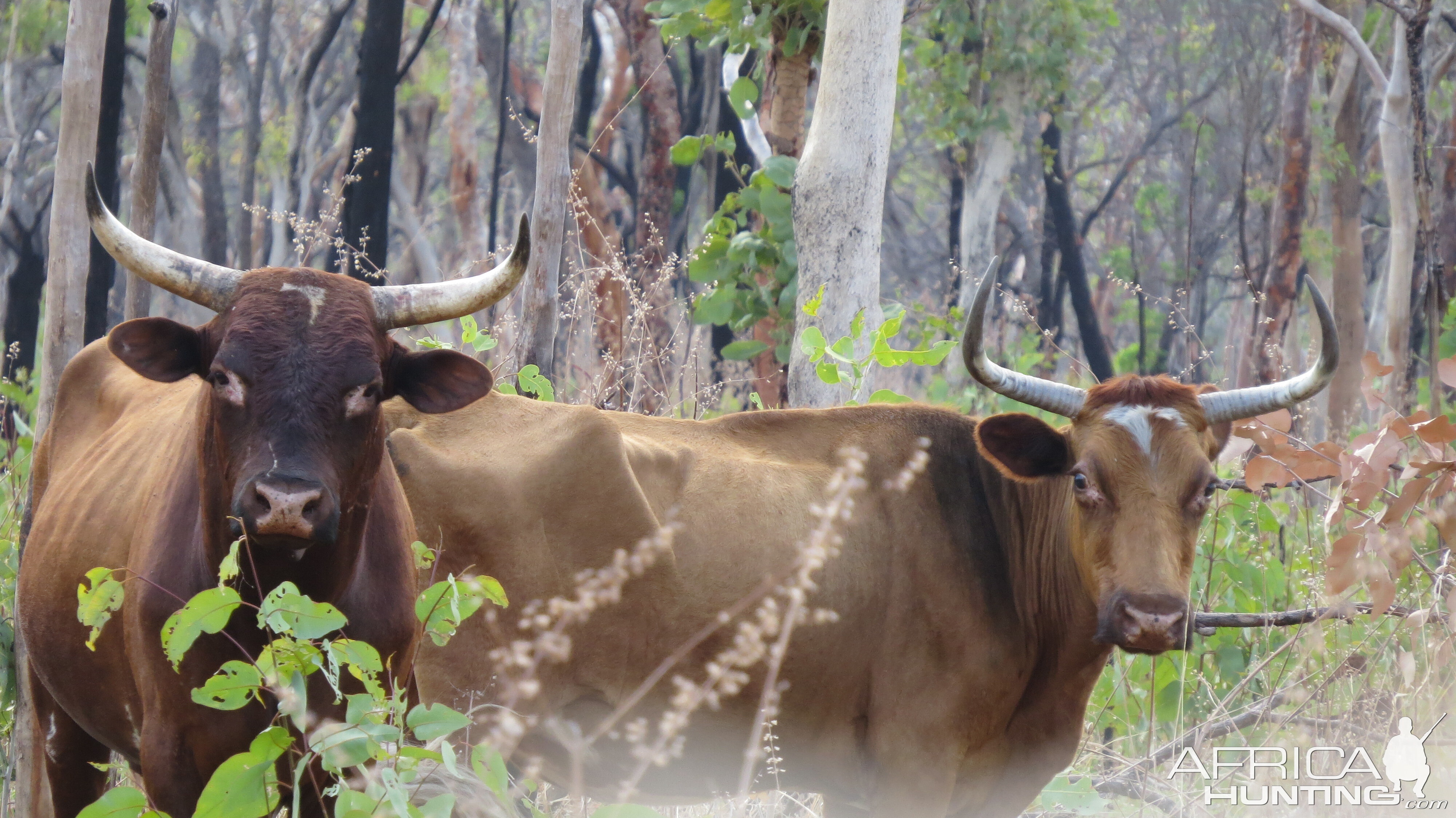 Scrub Bulls Australia