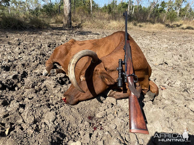 Scrub Cow Hunt Australia