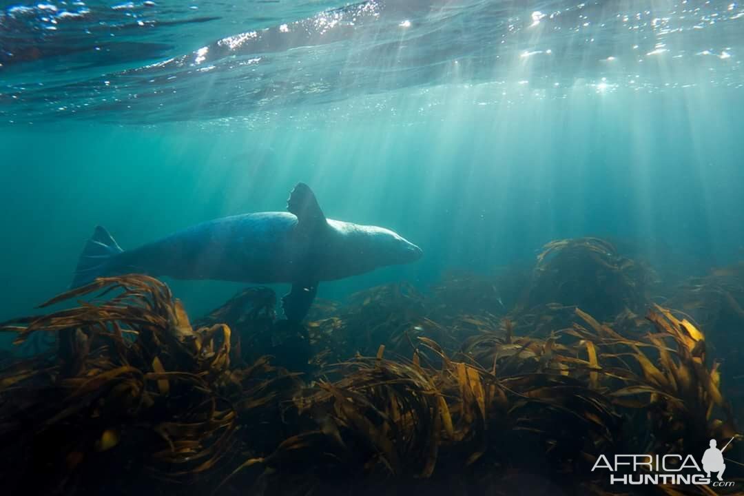 Seal Hunt in Norway