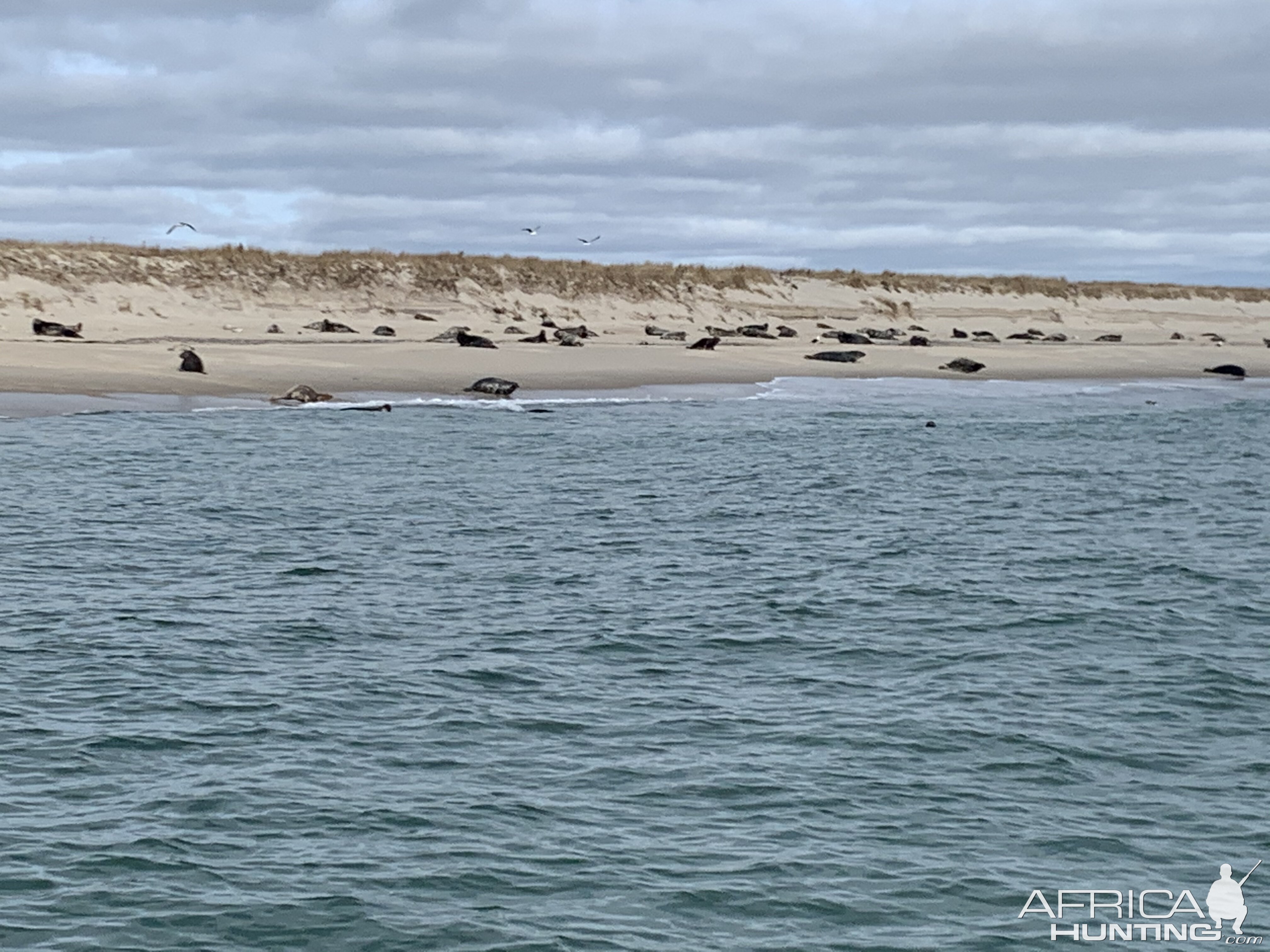 Seals on the Beach