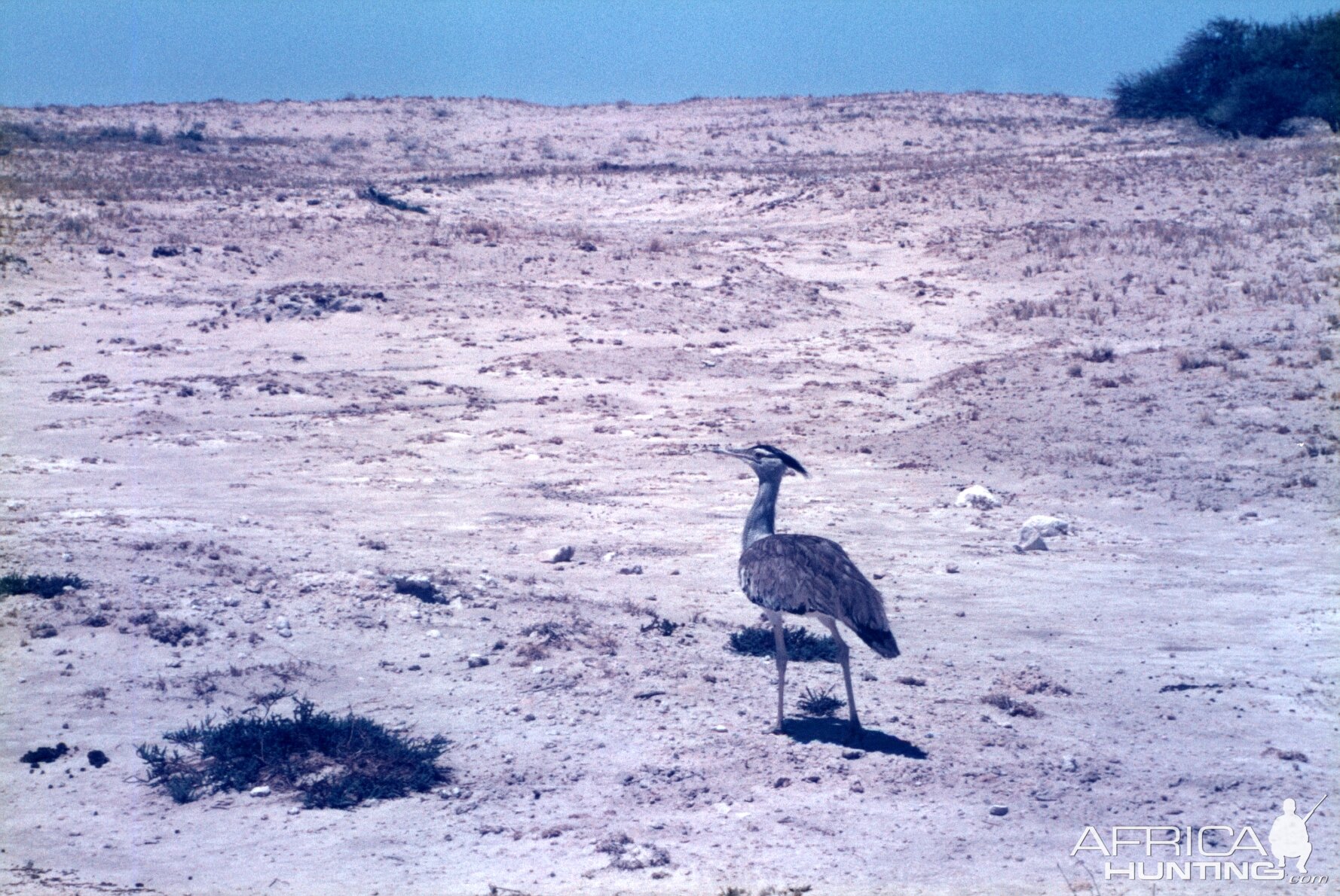 Secretary Bird at Etosha National Park in Namibia