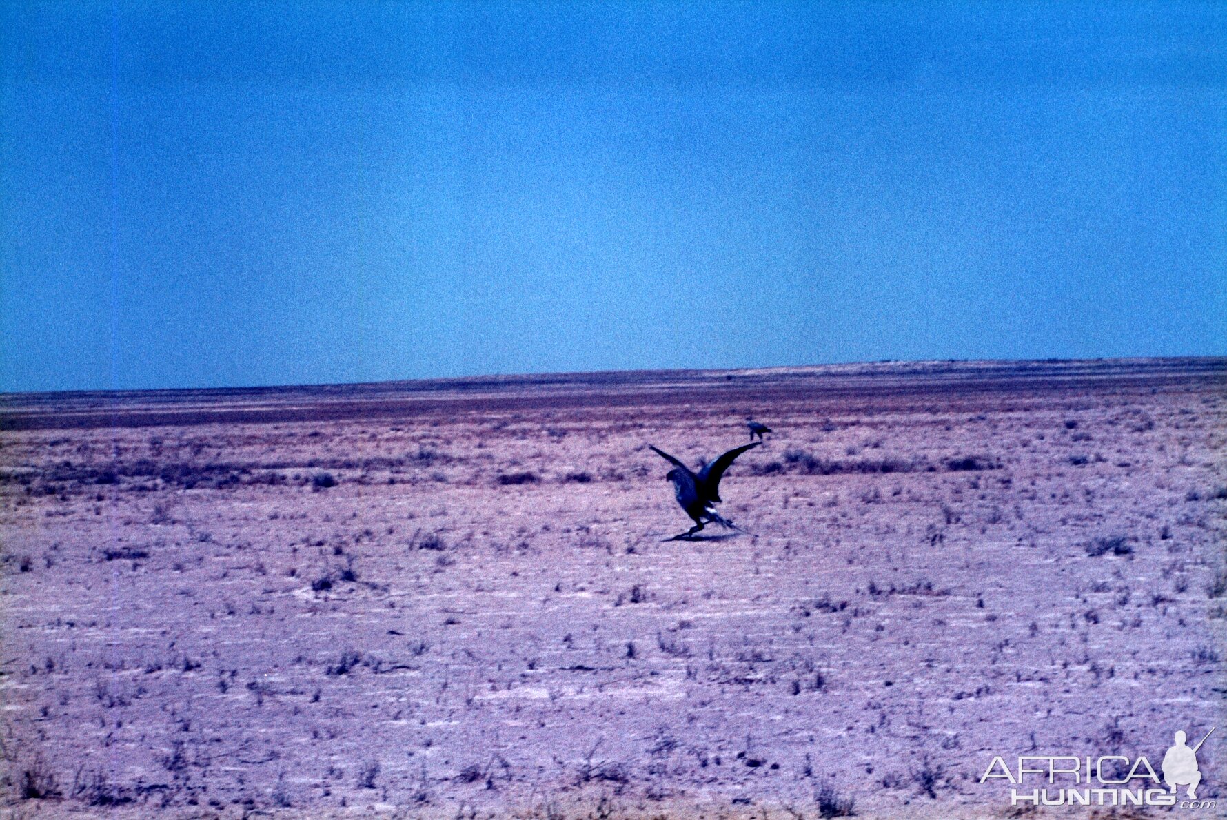 Secretary Bird at Etosha National Park in Namibia