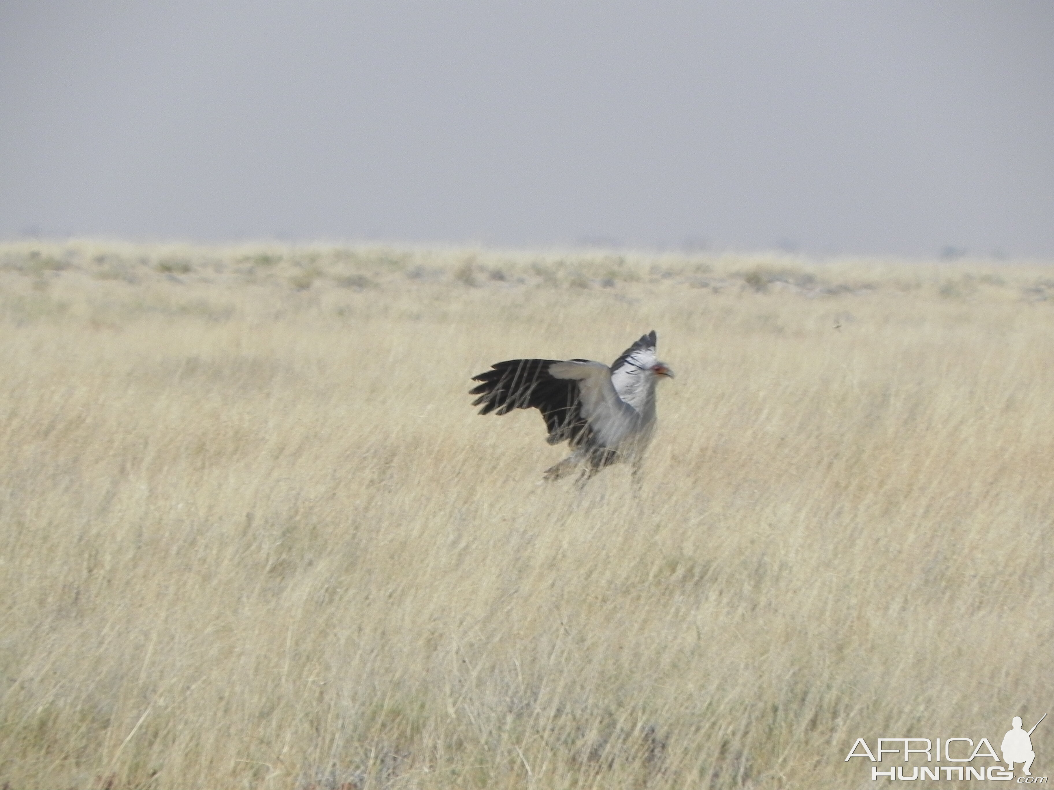 Secretary Bird Etosha Namibia