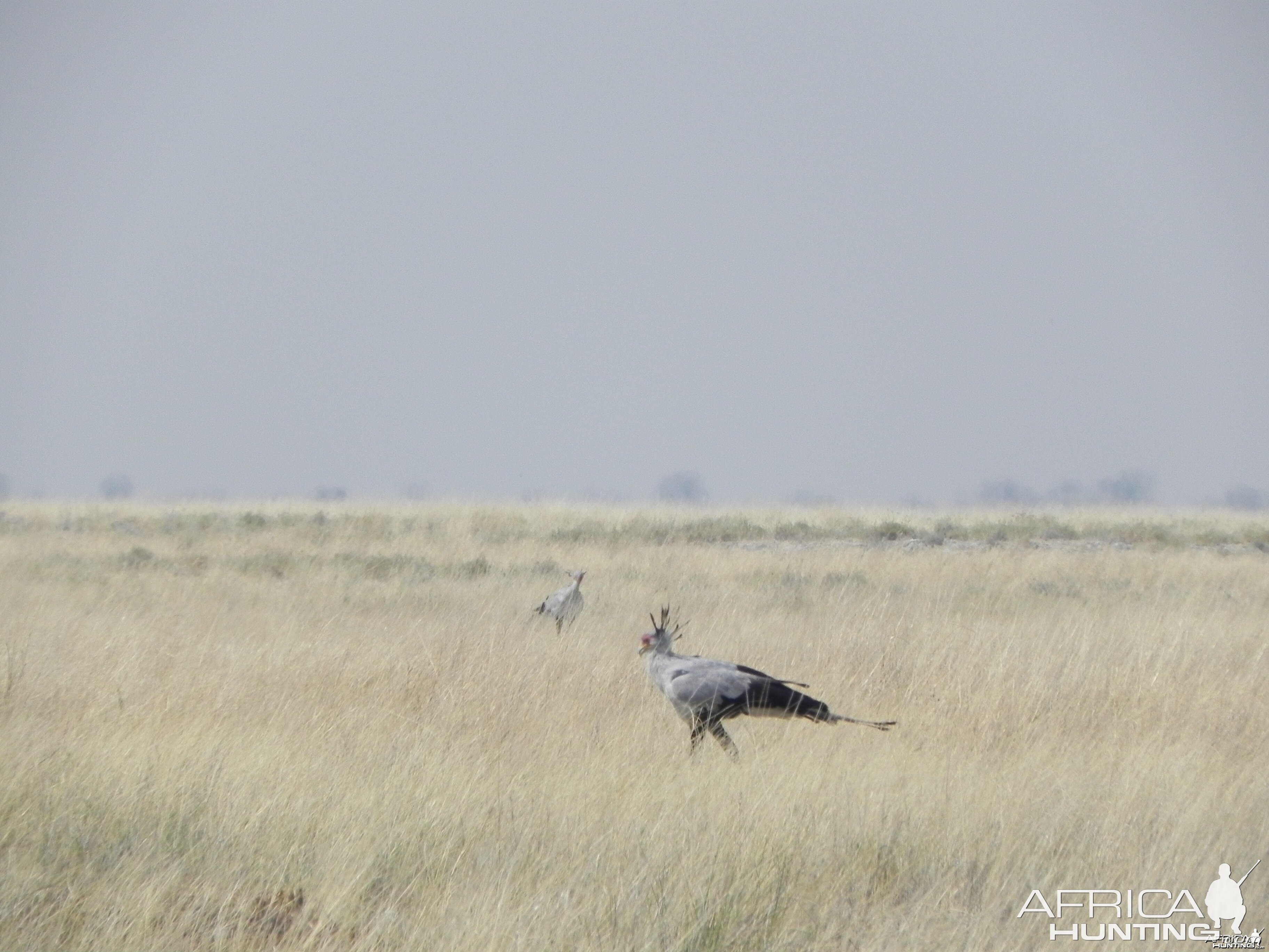 Secretary Bird Etosha Namibia