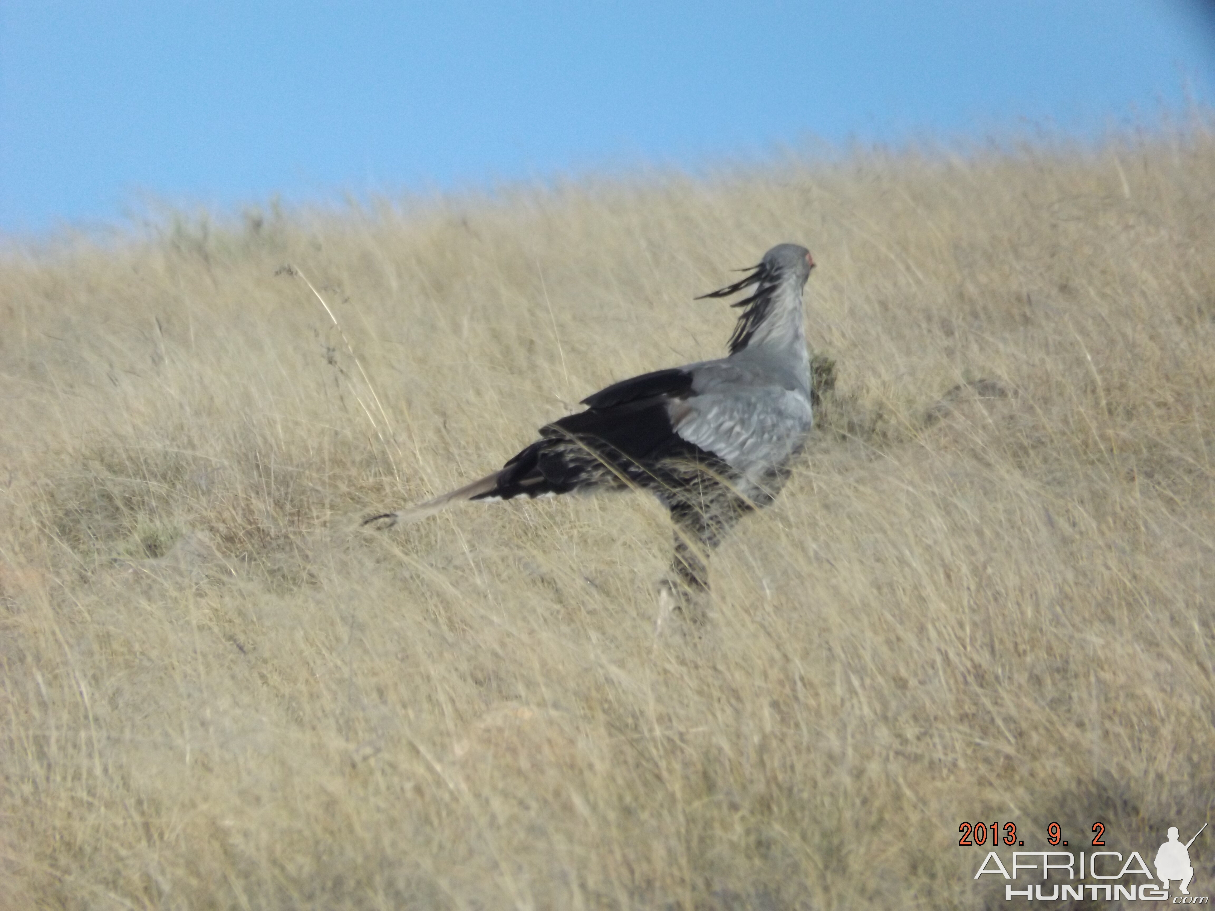 Secretary bird