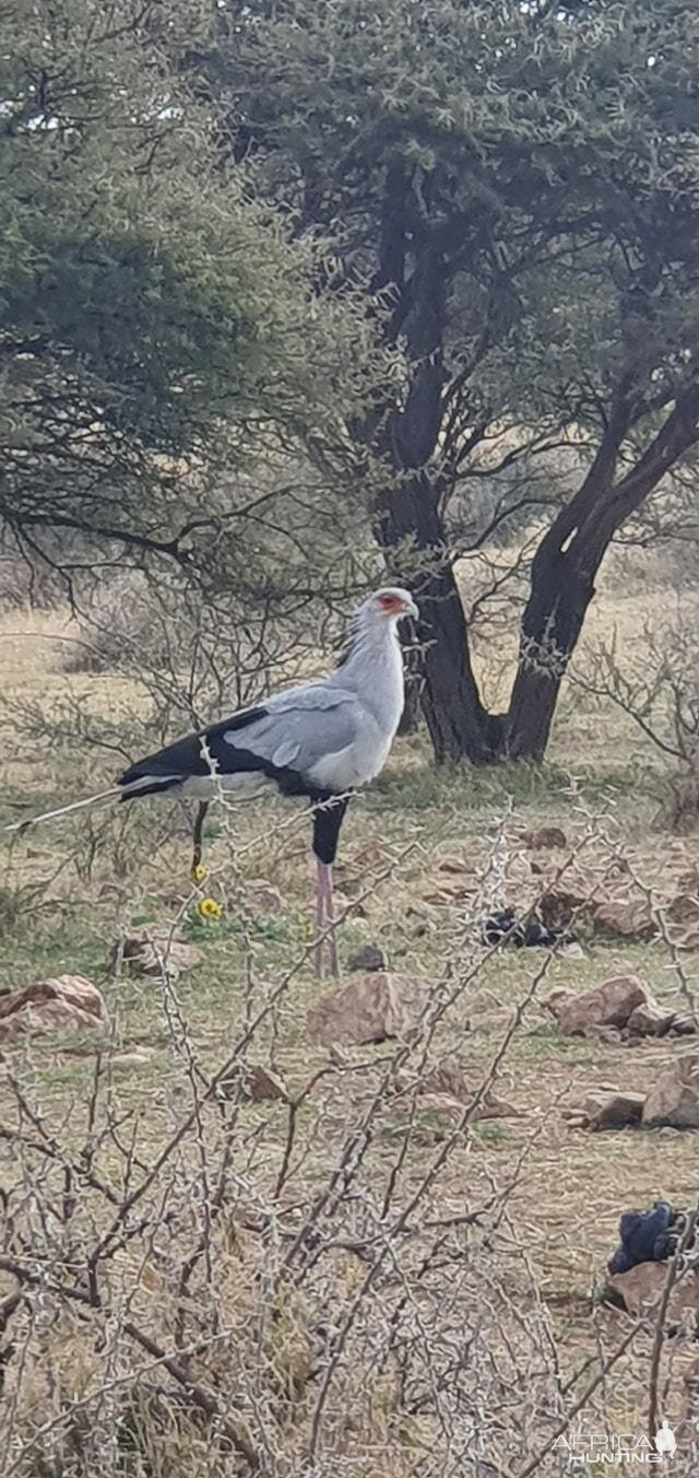 Secretarybird South Africa