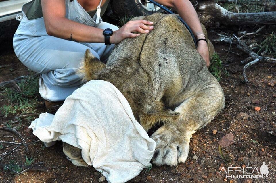 Sedated Lion Mozambique