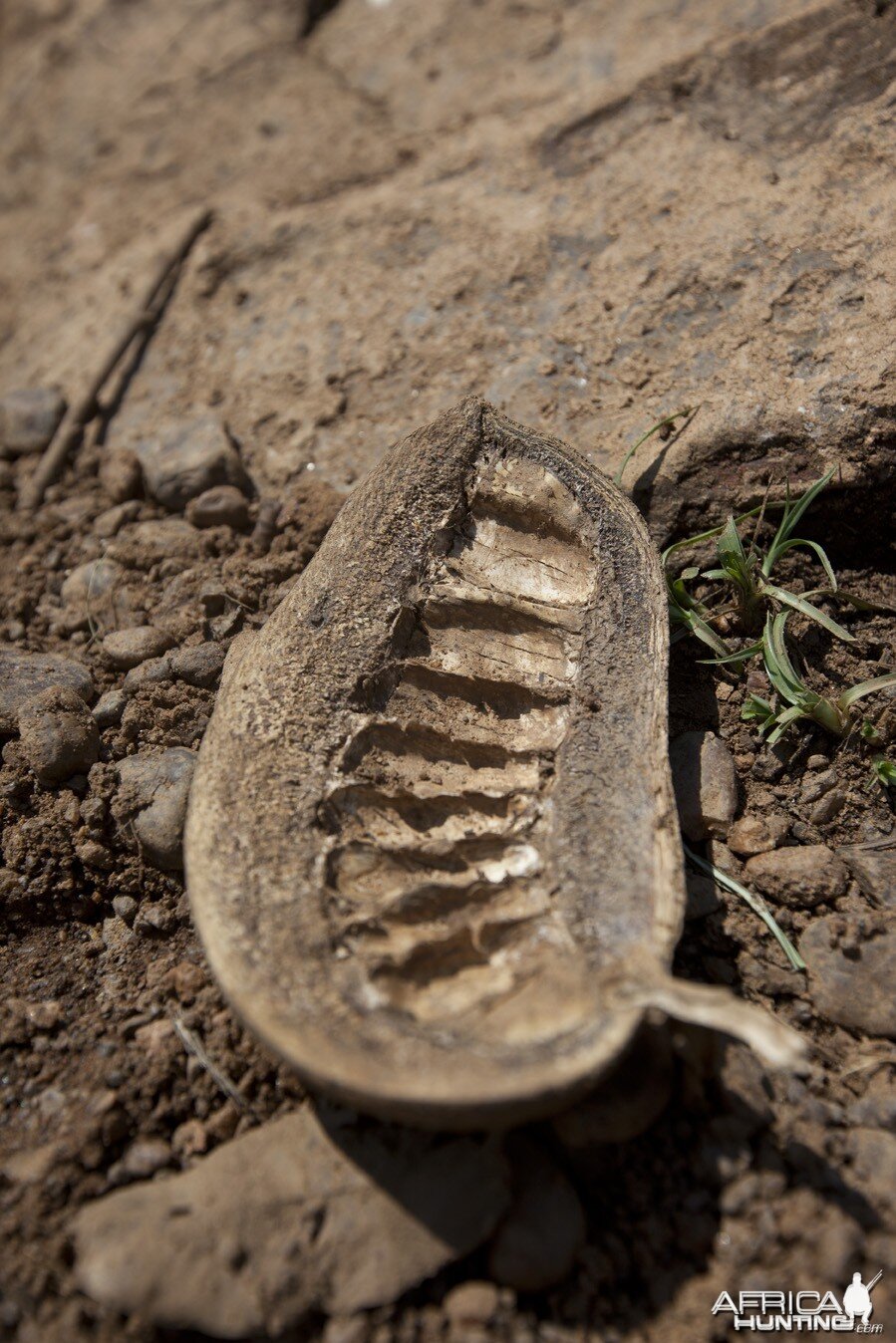 Seed pod