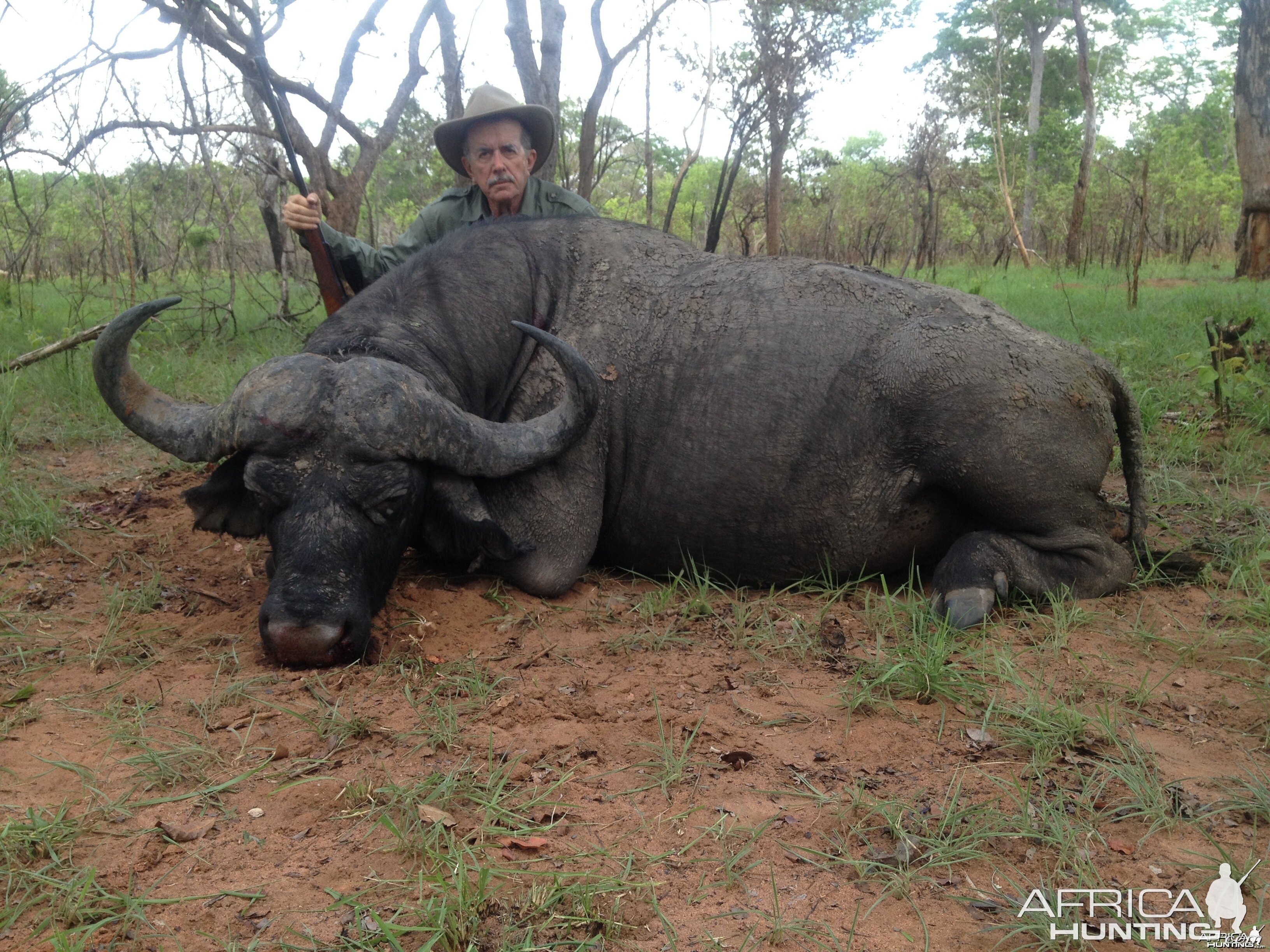 Selous Buffalo